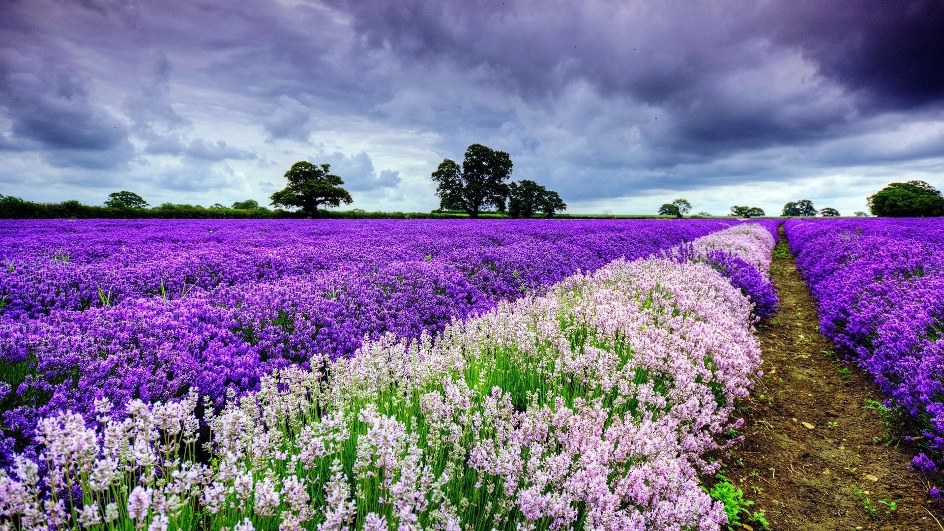 Lavender Field Under Stormy Sky HD Wallpaper