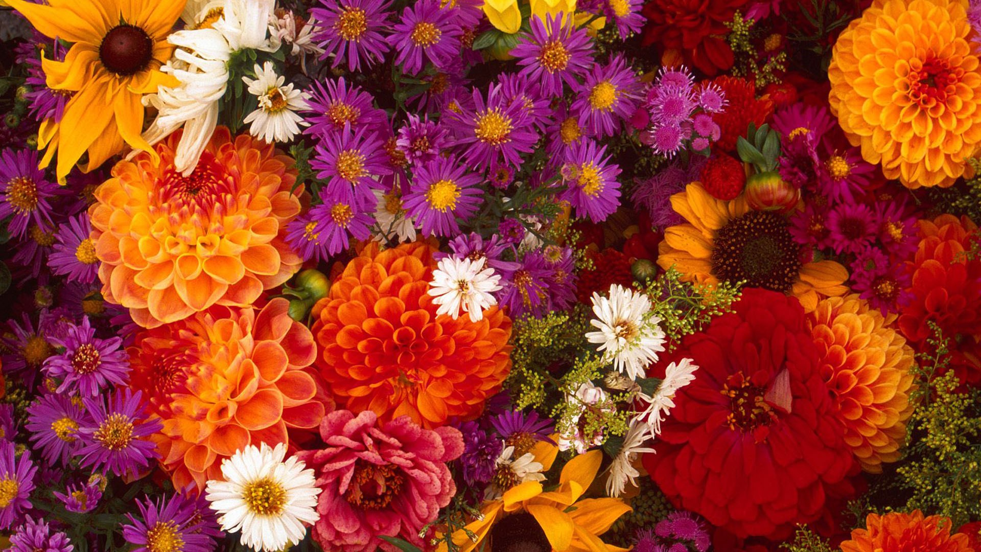 Colorful Autumn Flower Arrangement HD Wallpaper