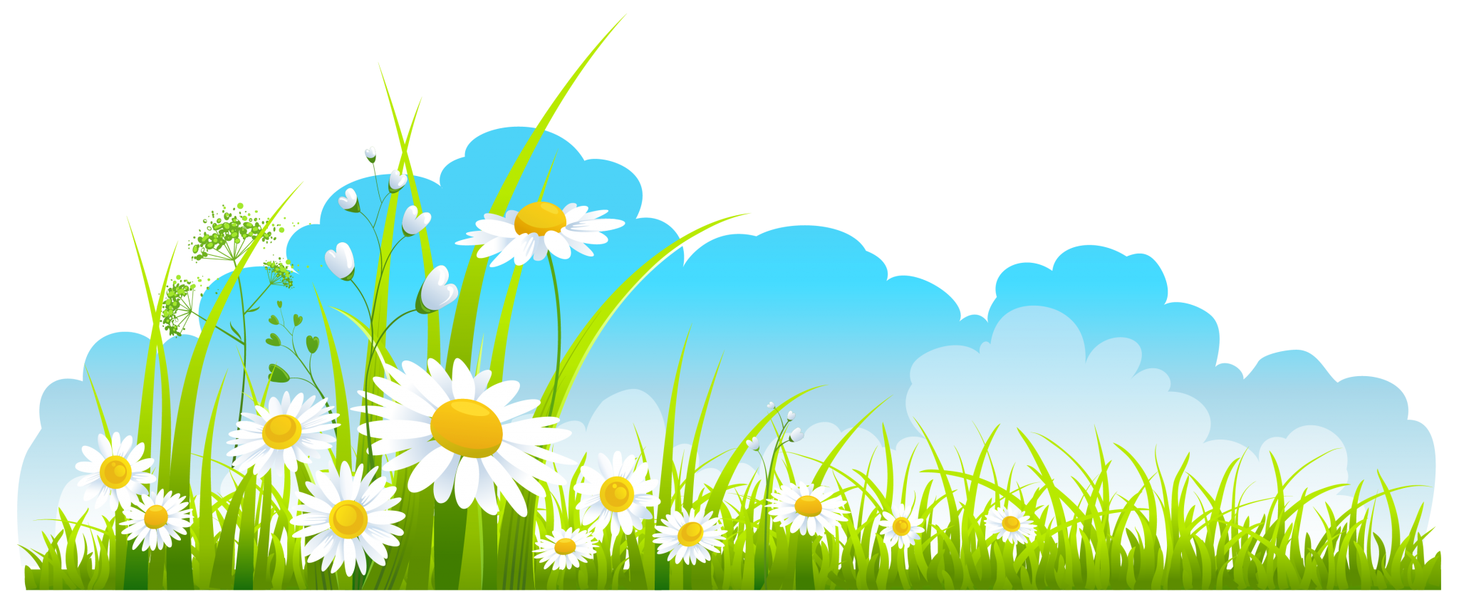 Spring meadow with daisies and blue sky HD Wallpaper