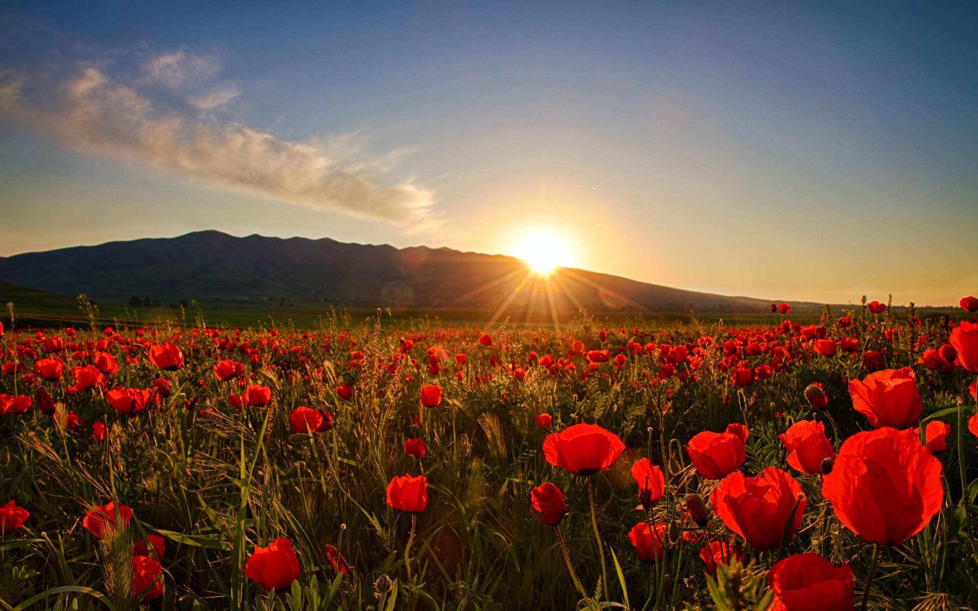 Field of red poppies at sunset with mountains HD Wallpaper