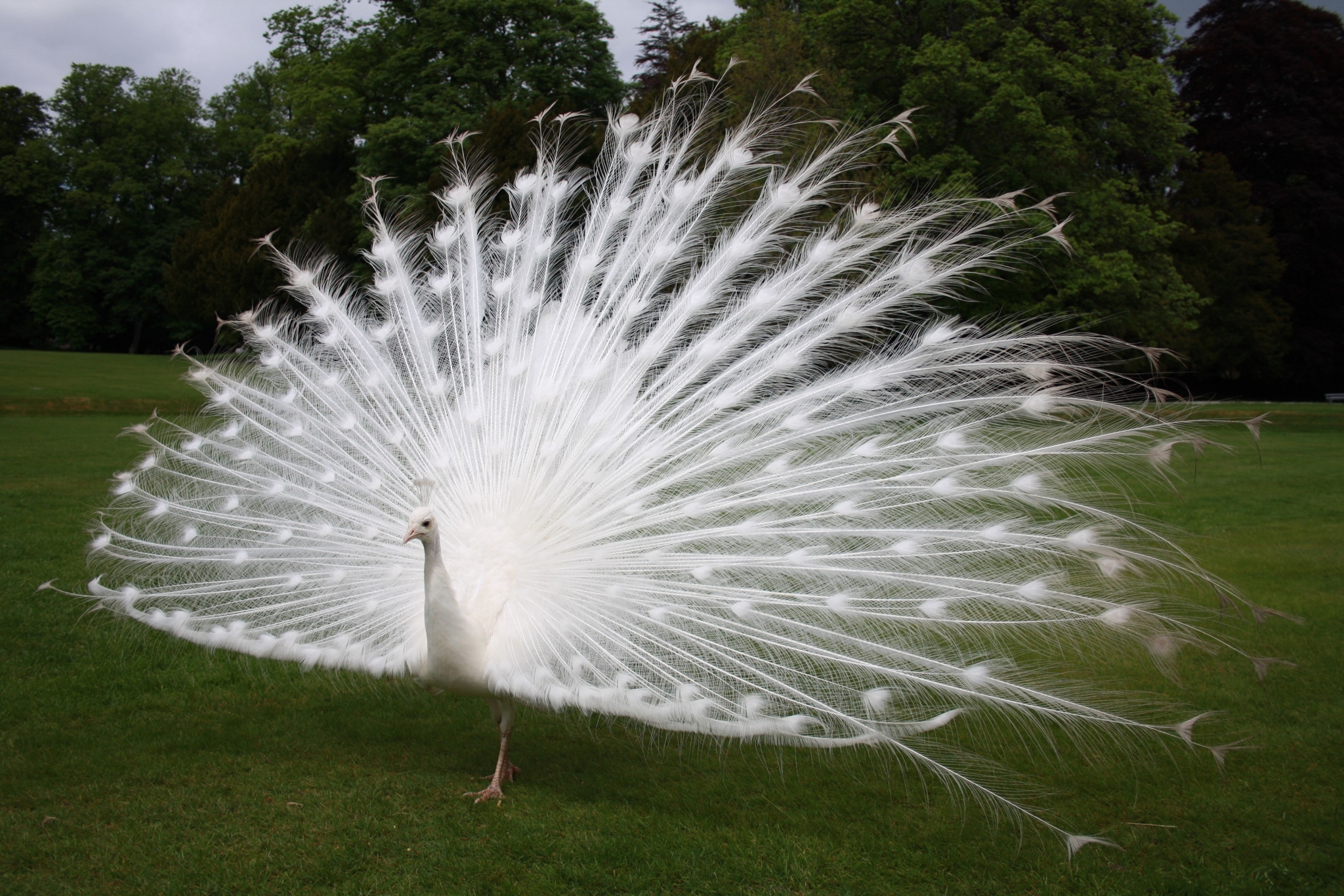 White peacock displaying its tail feathers HD Wallpaper
