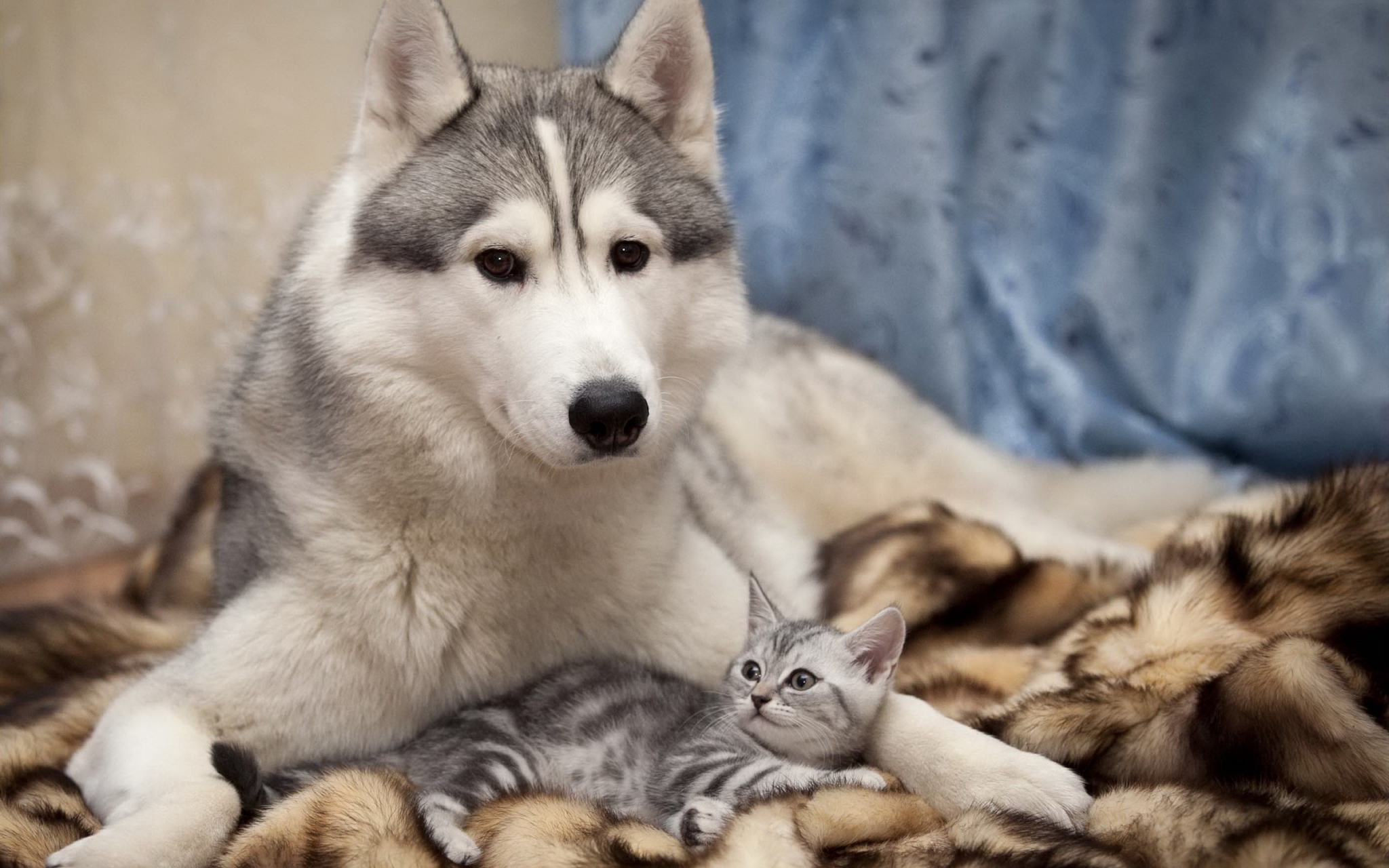 Husky dog and kitten on a fur rug HD Wallpaper