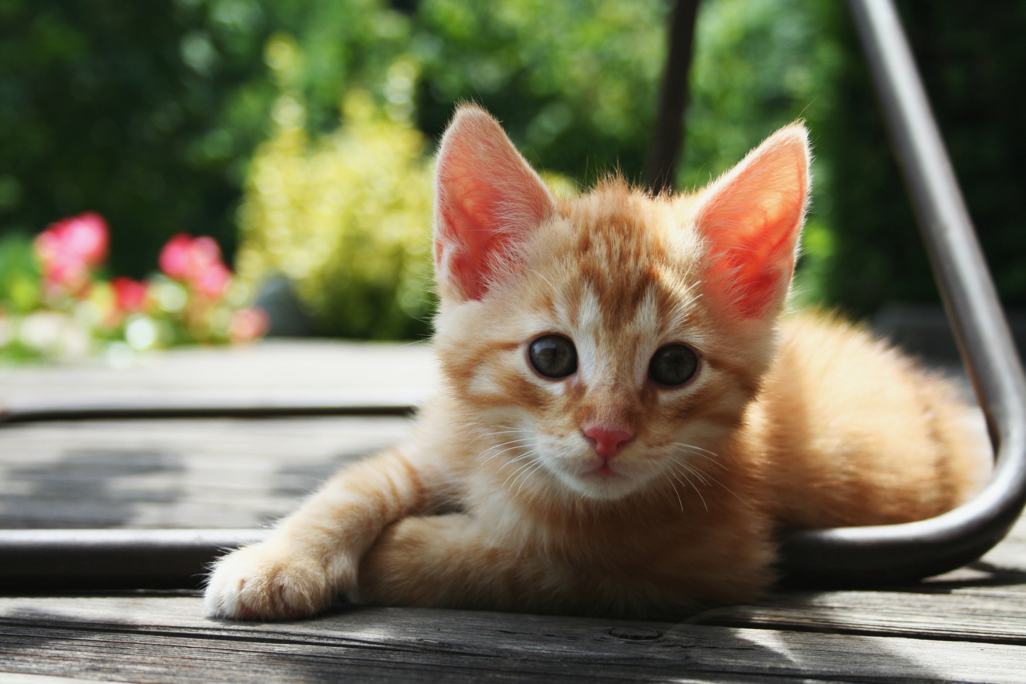 Orange tabby kitten lying on wooden planks HD Wallpaper
