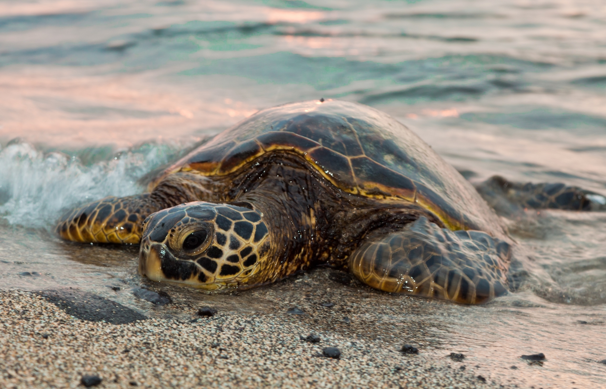 Sea Turtle on Sandy Beach with Waves HD Wallpaper
