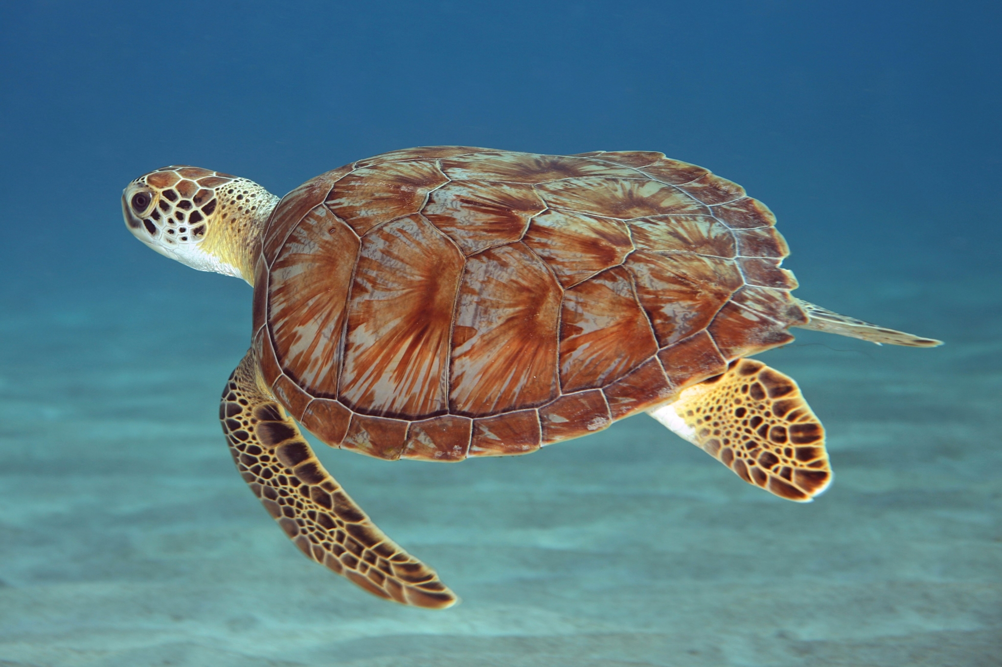 Green Sea Turtle Swimming Underwater HD Wallpaper