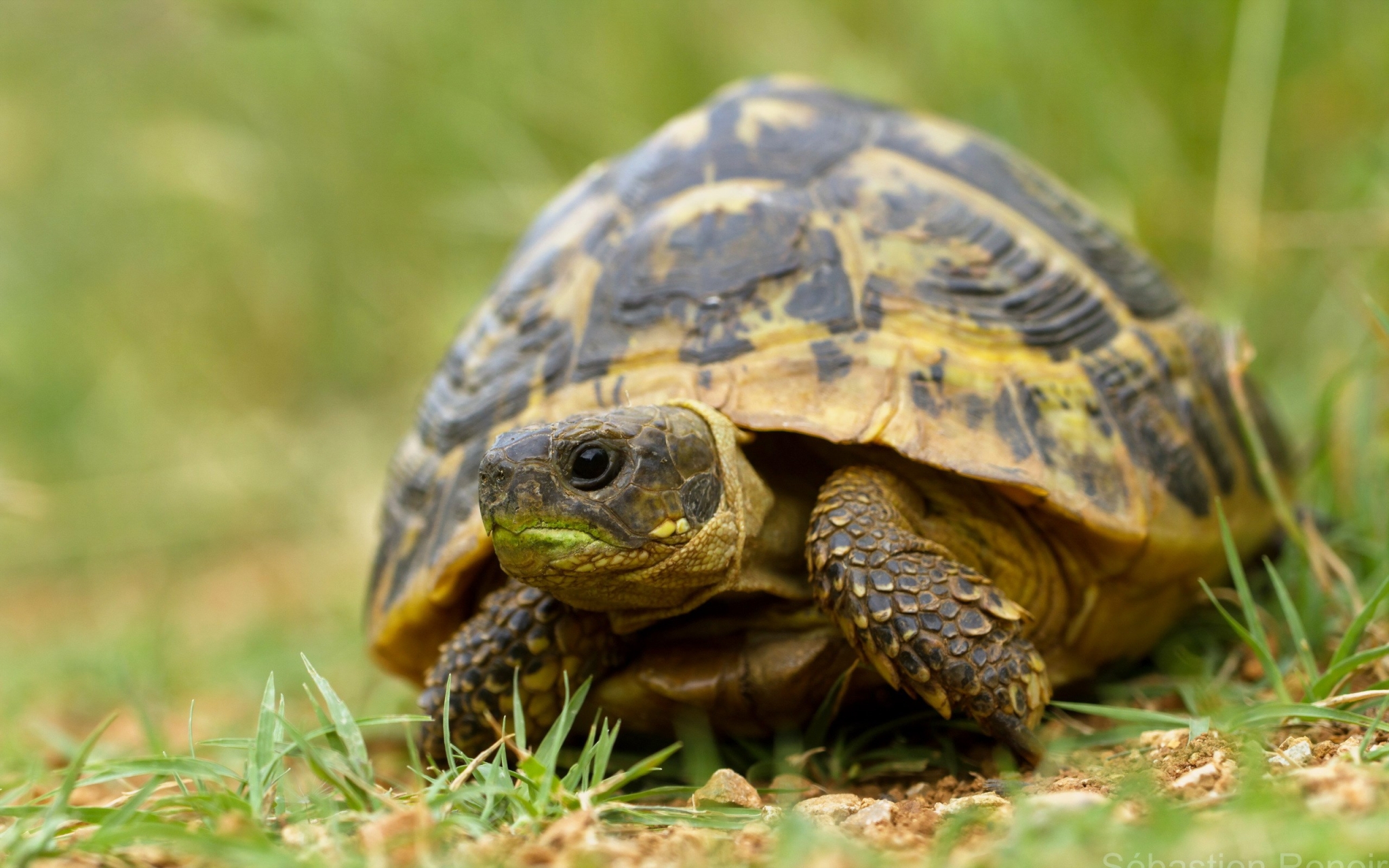 Tortoise on a grassy field HD Wallpaper