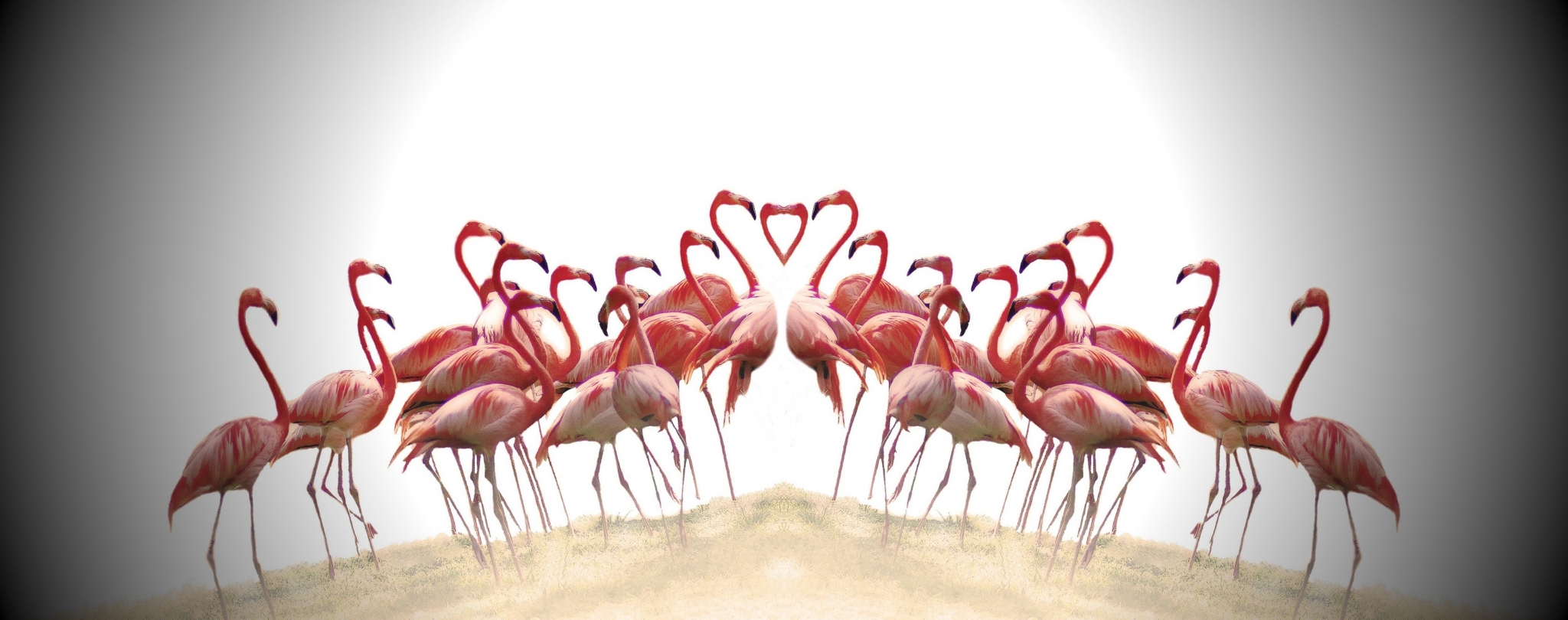 Flamingos forming heart shapes HD Wallpaper