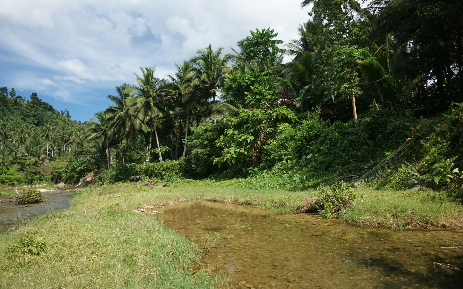 Tropical jungle with river and palm trees HD Wallpaper