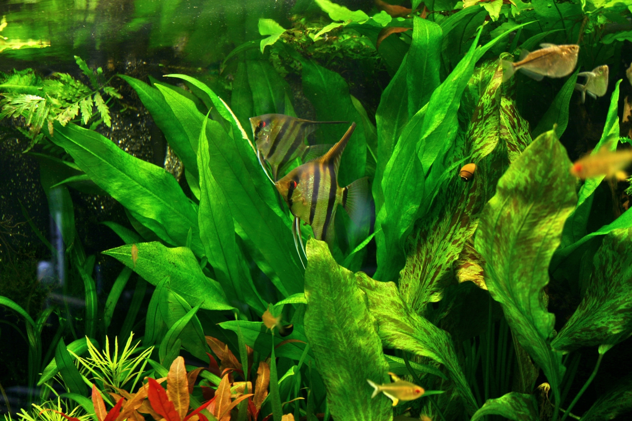 Angelfish swimming in a planted aquarium HD Wallpaper
