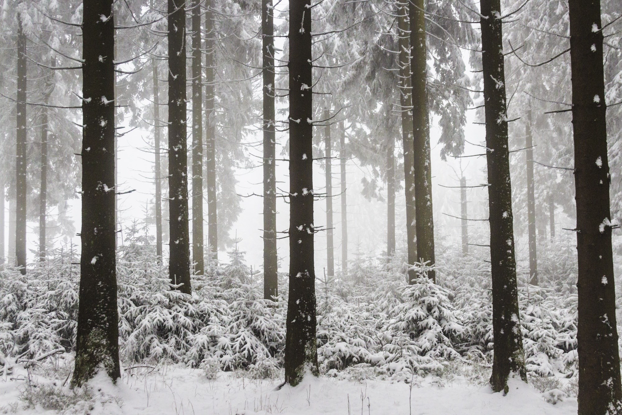 Snowy forest with tall pine trees HD Wallpaper