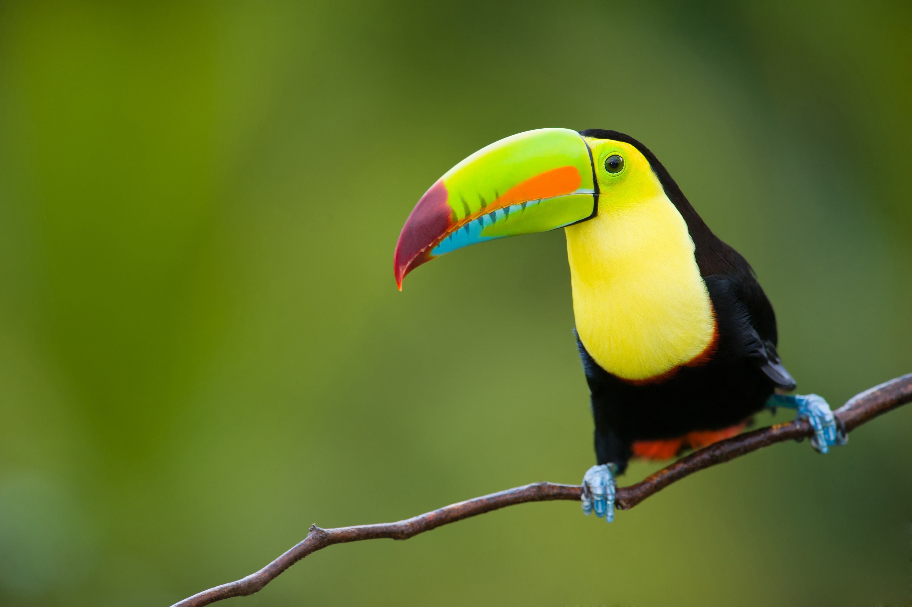 Colorful Toucan Perched on a Branch HD Wallpaper