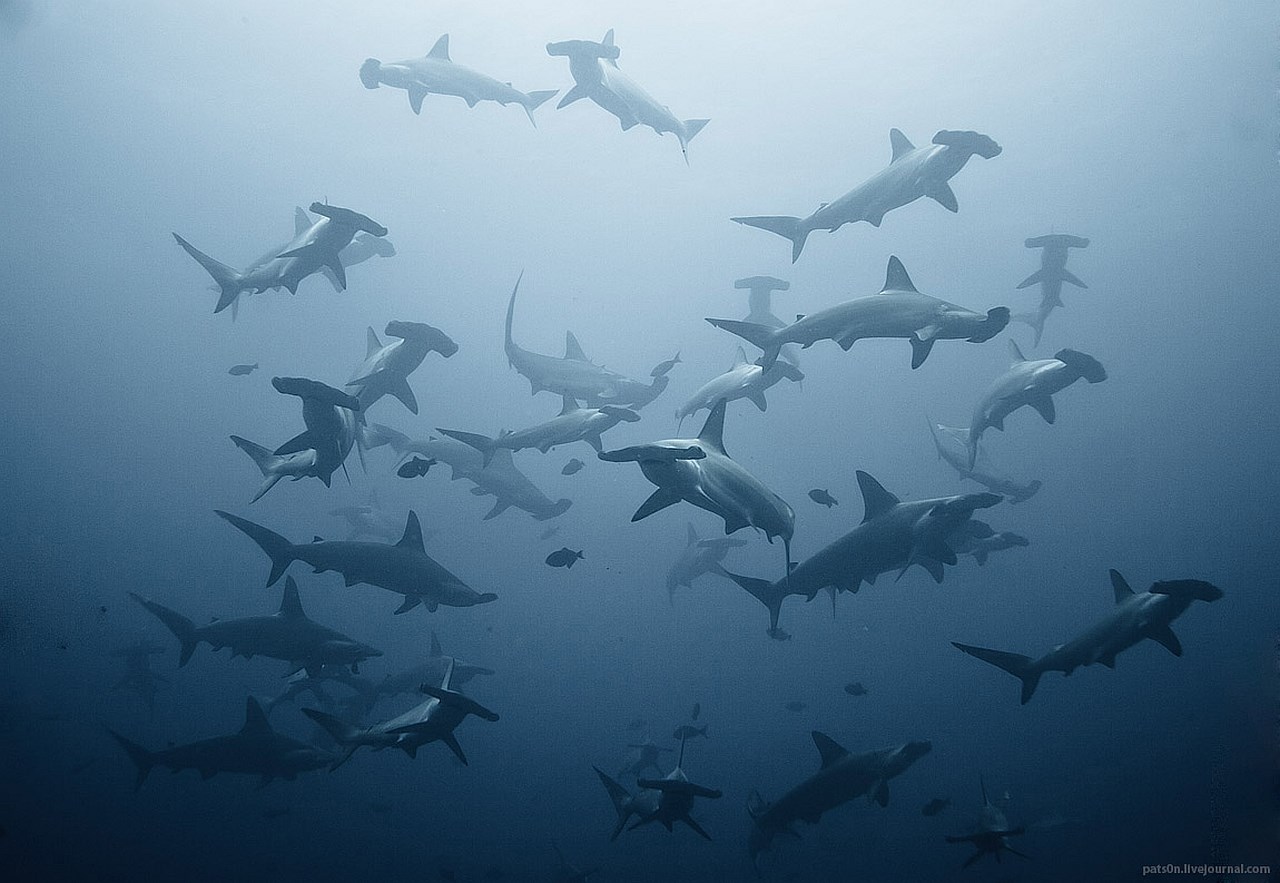 A school of hammerhead sharks swims in the ocean HD Wallpaper