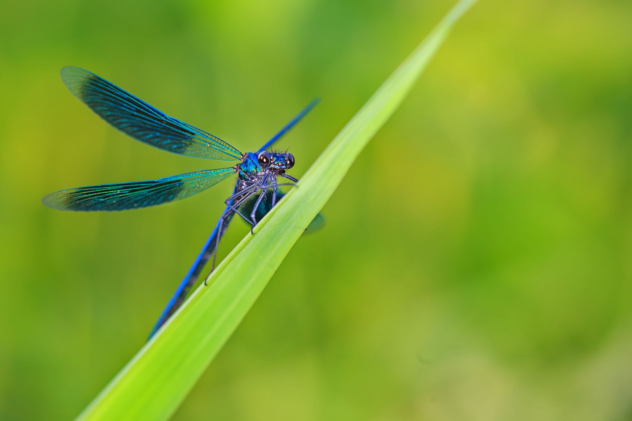 Blue dragonfly on a green blade of grass HD Wallpaper