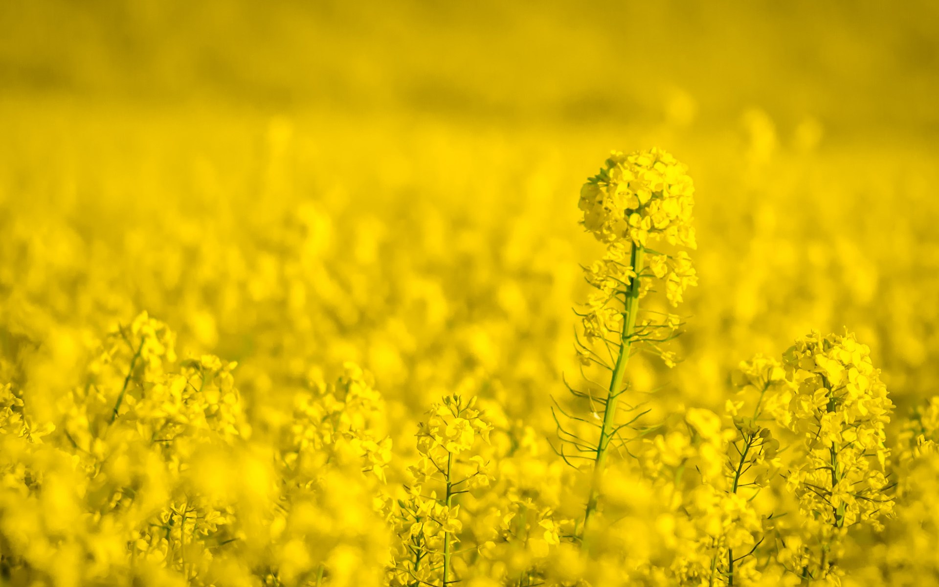 Field of yellow flowers HD Wallpaper