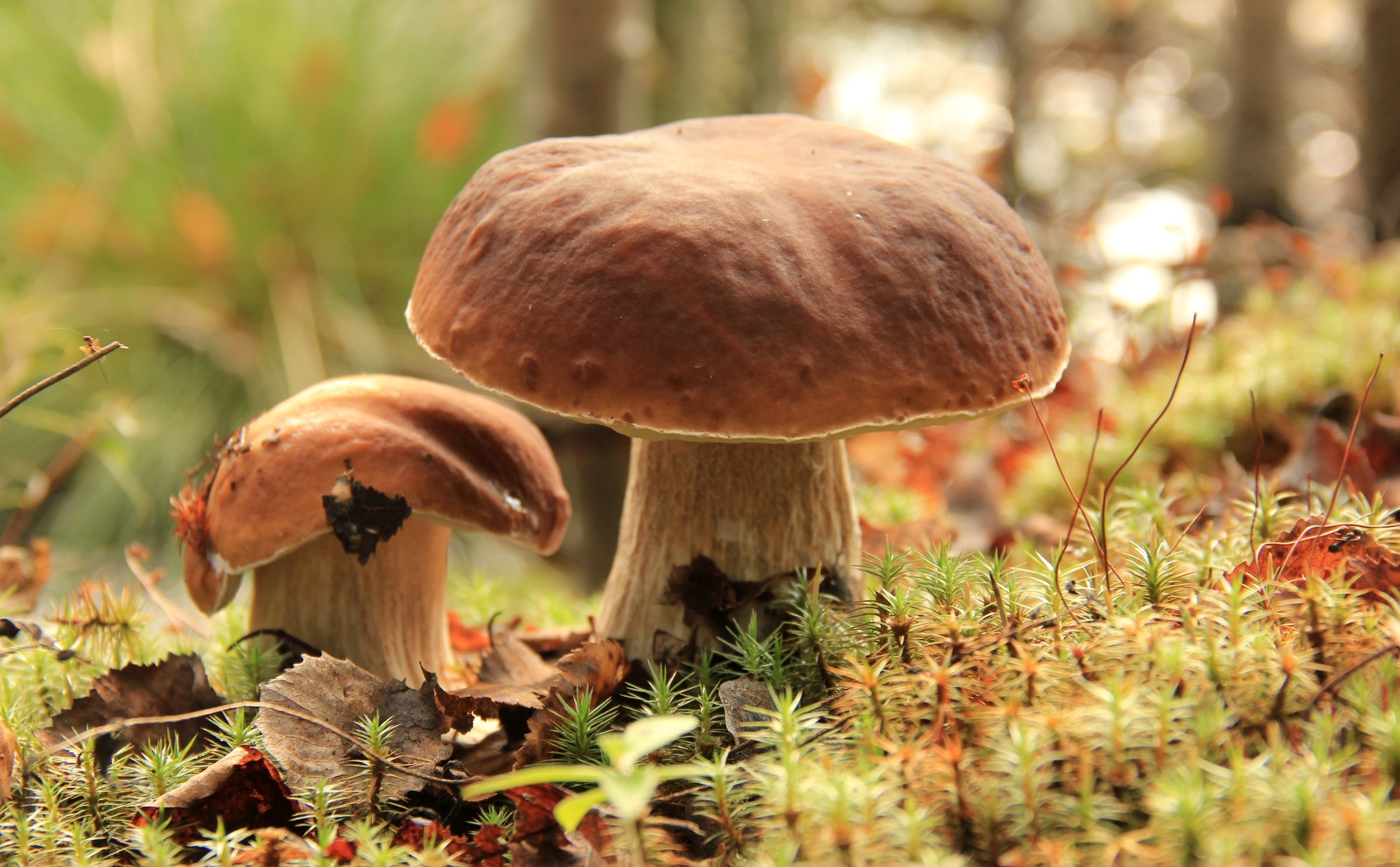 Two mushrooms in a forest floor with moss and leaves HD Wallpaper