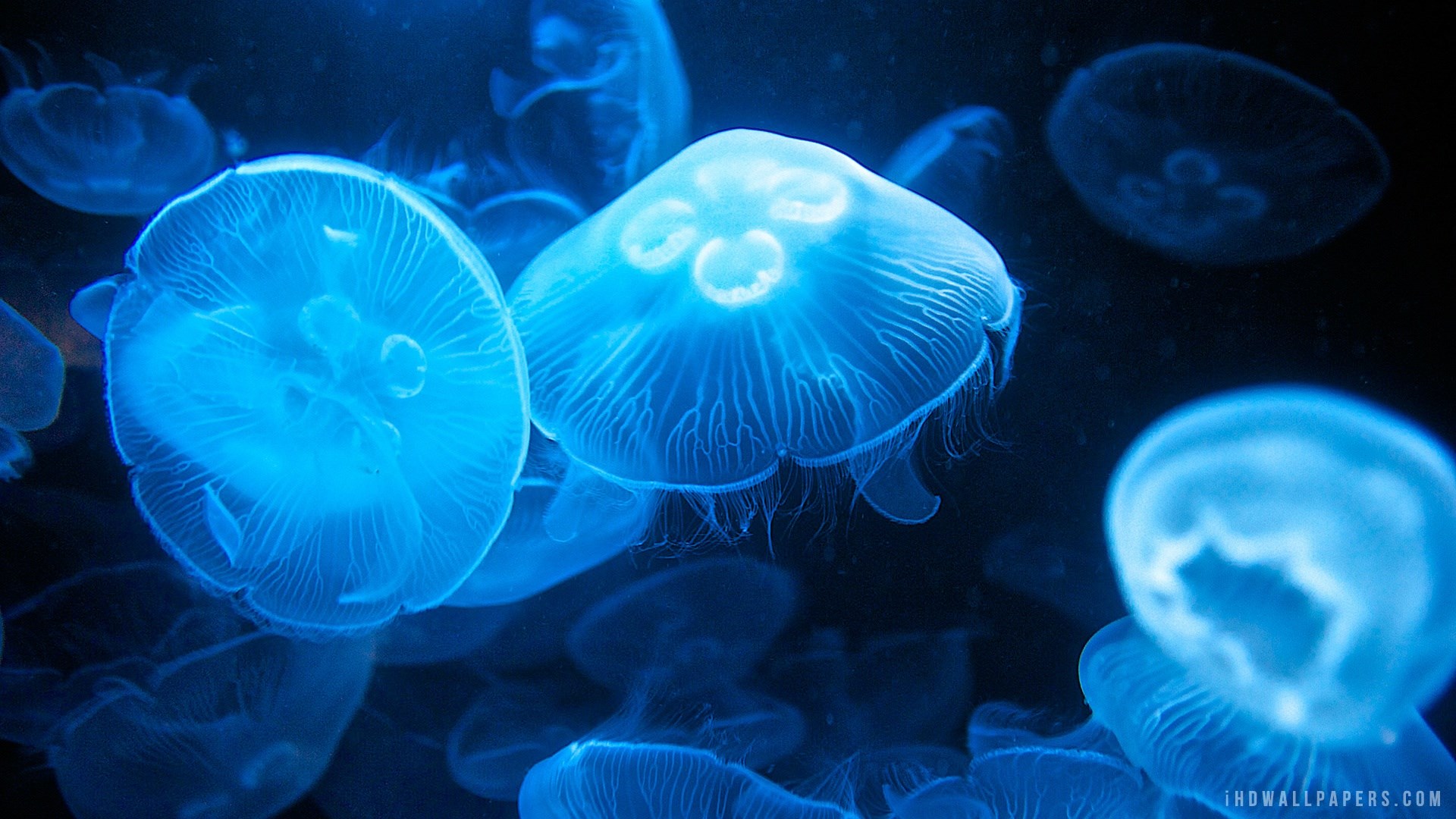 Blue jellyfish in dark water HD Wallpaper