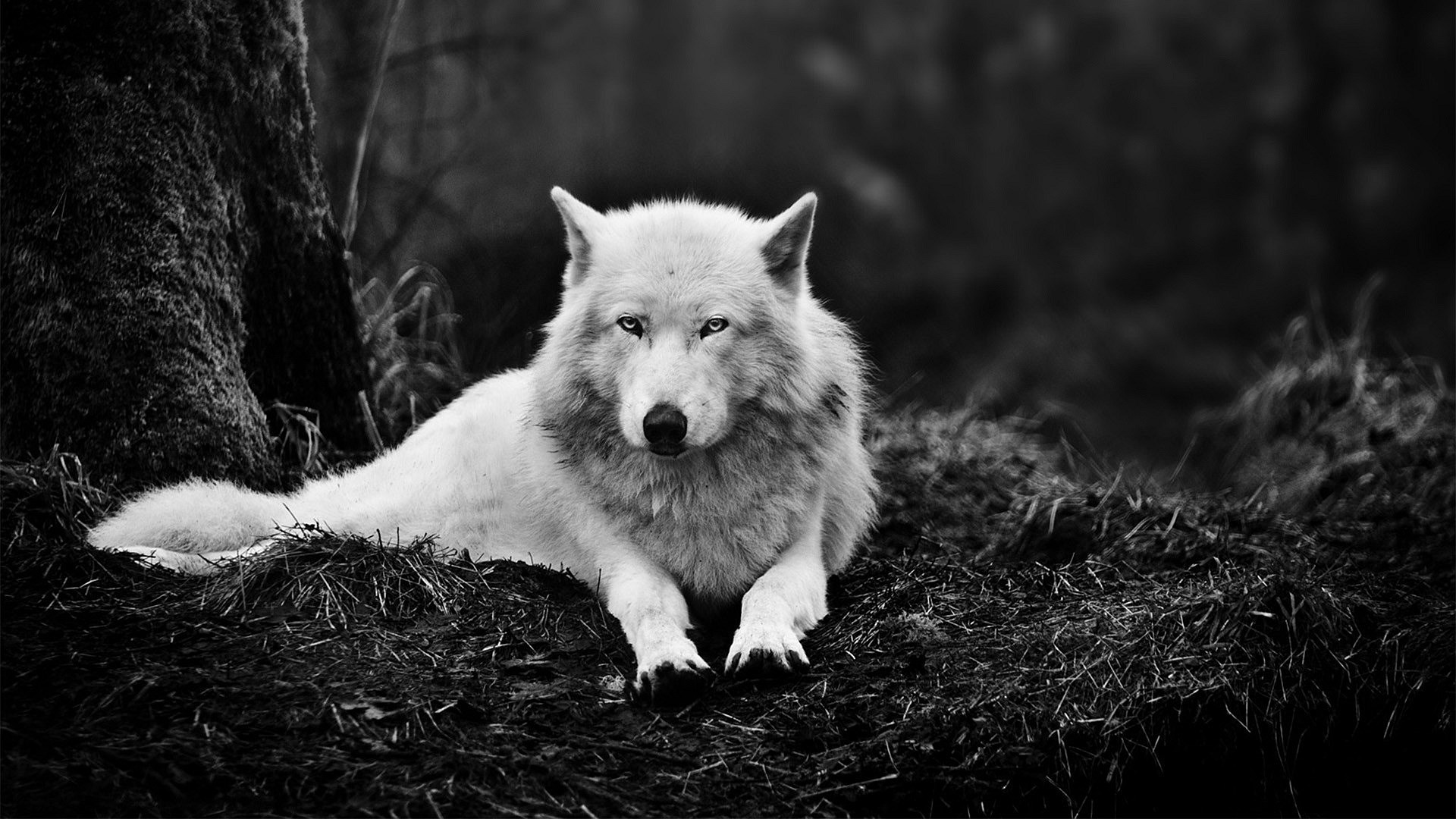 Black and white photo of a white wolf HD Wallpaper