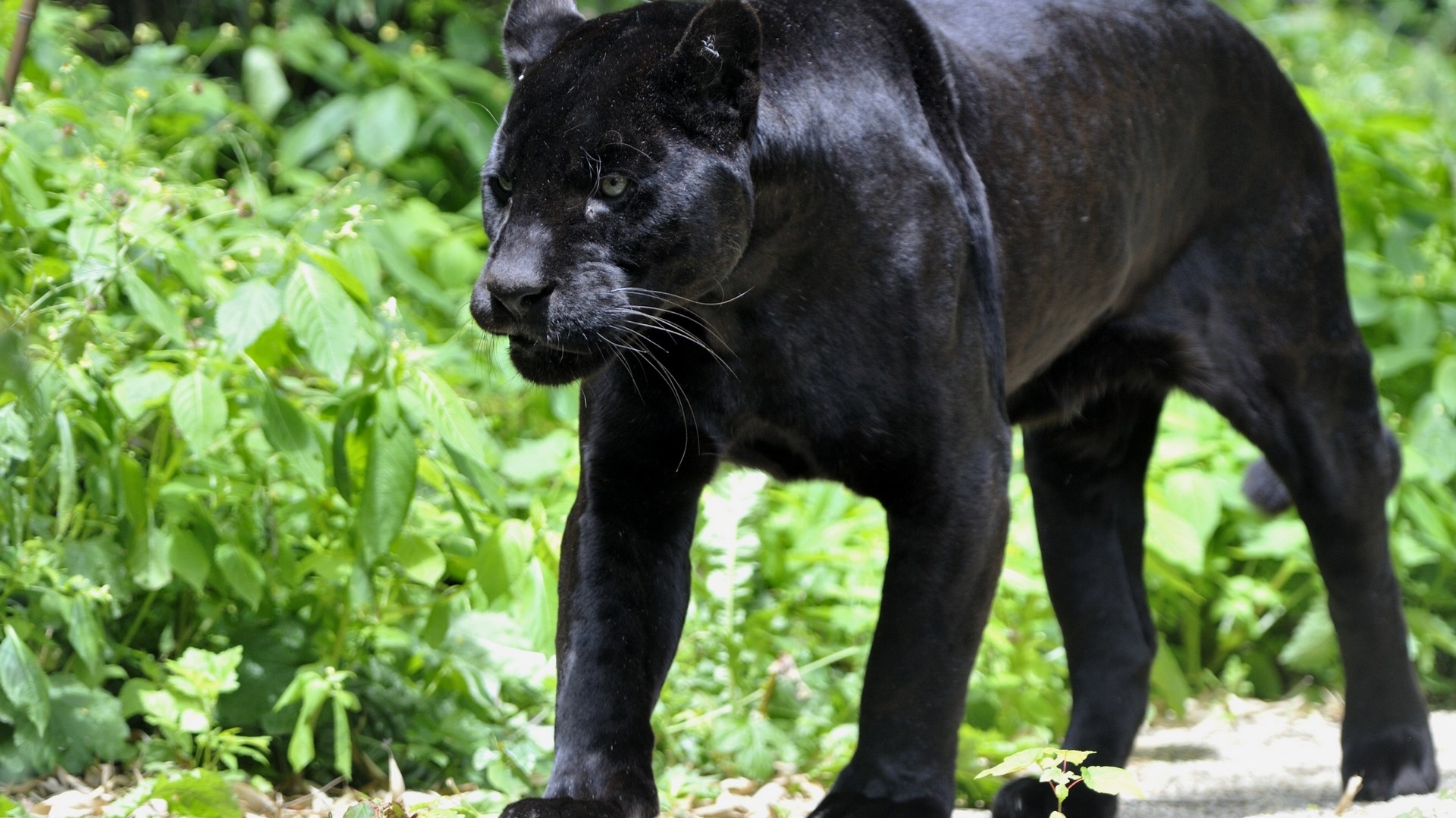 Black Panther walking in a forest HD Wallpaper