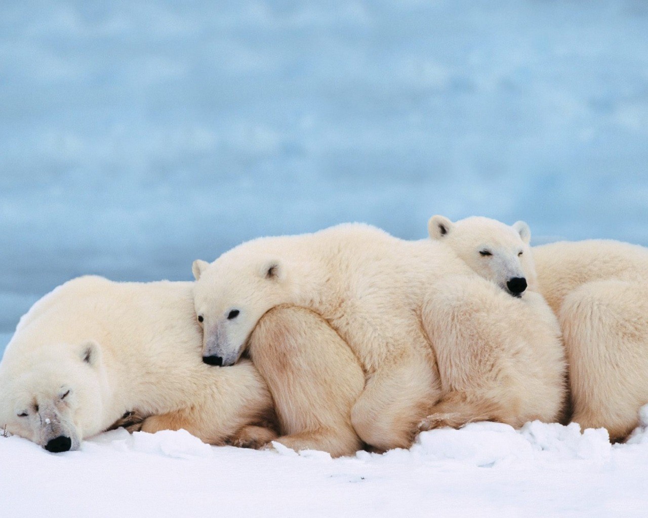 Polar bears sleeping on snow HD Wallpaper