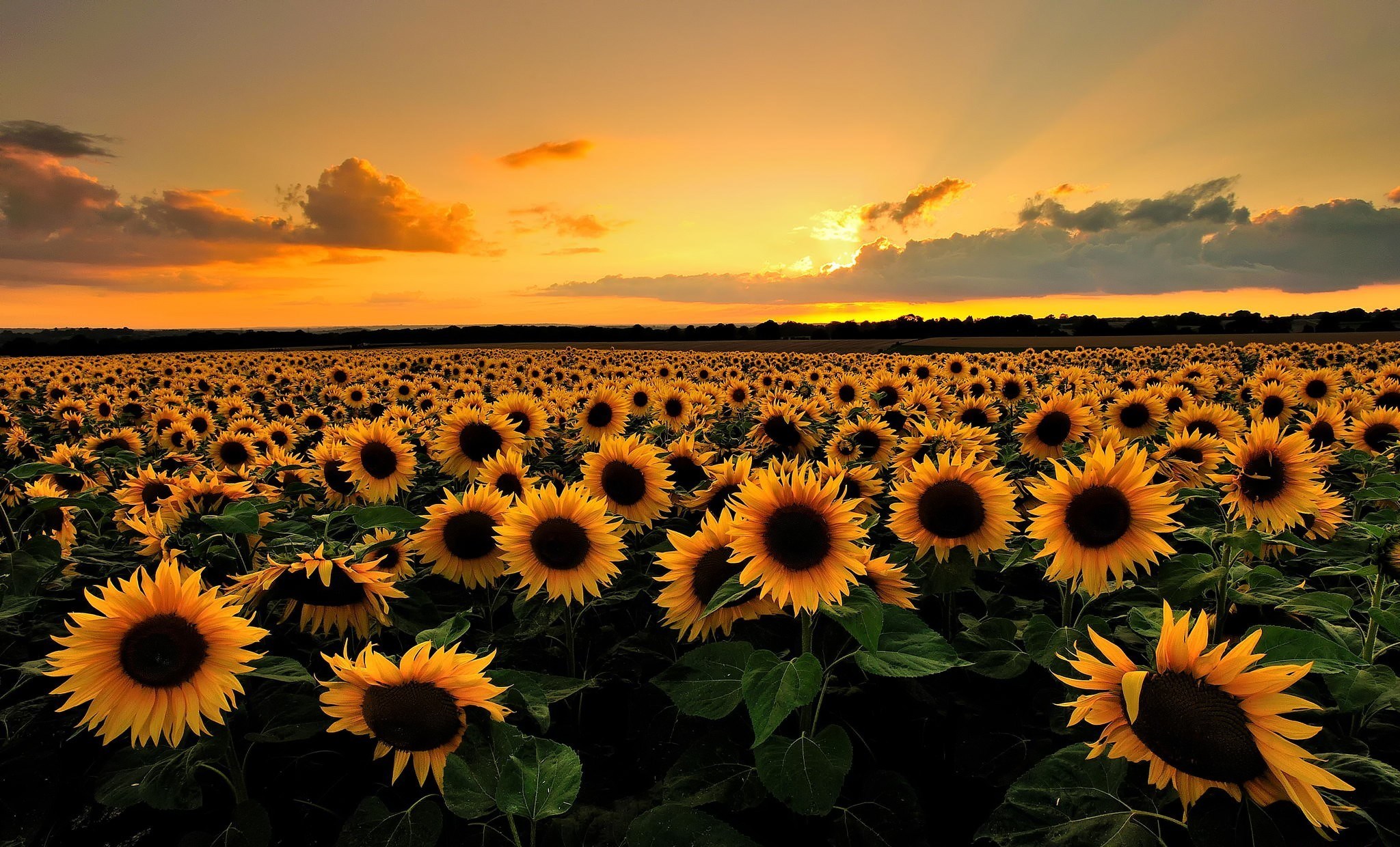 Field of sunflowers at sunset HD Wallpaper
