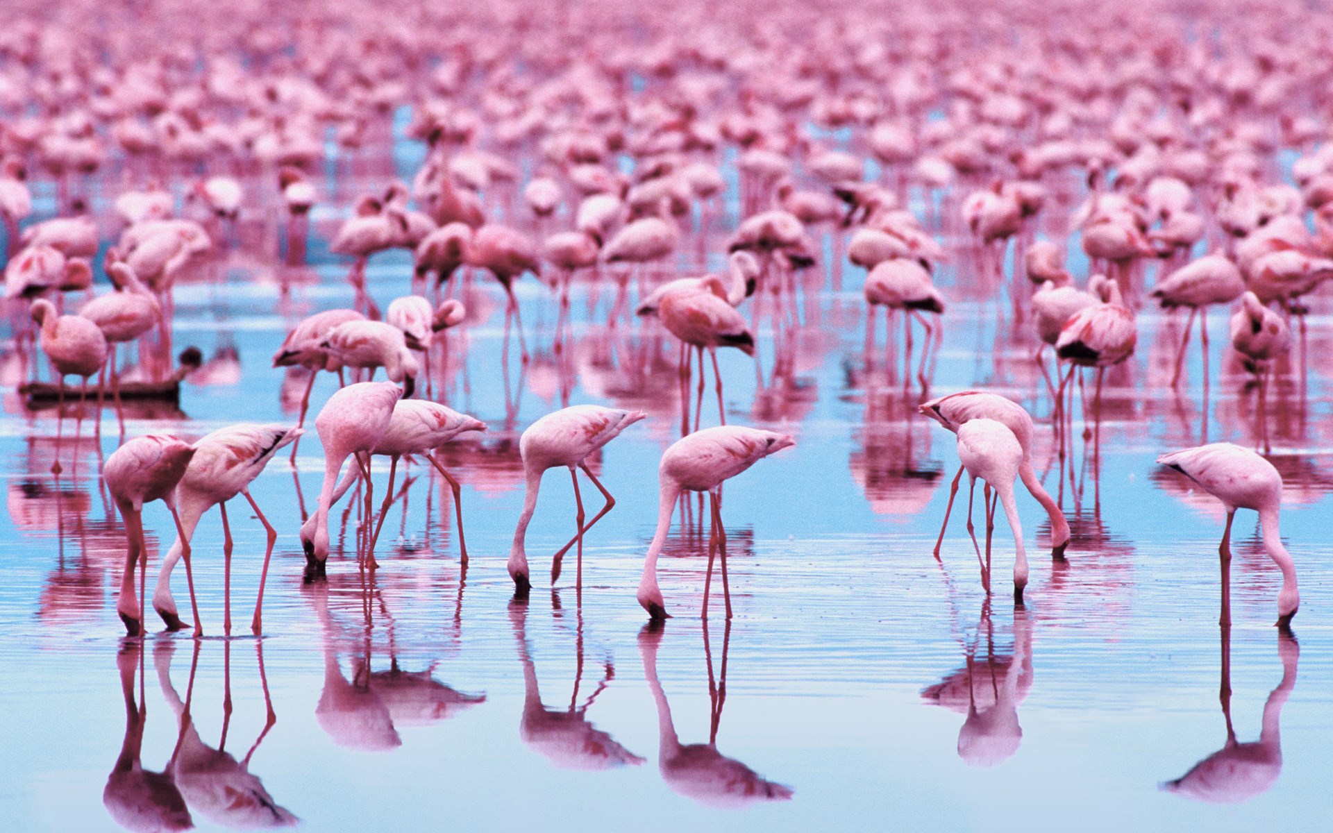 A large flock of pink flamingos in shallow blue water HD Wallpaper