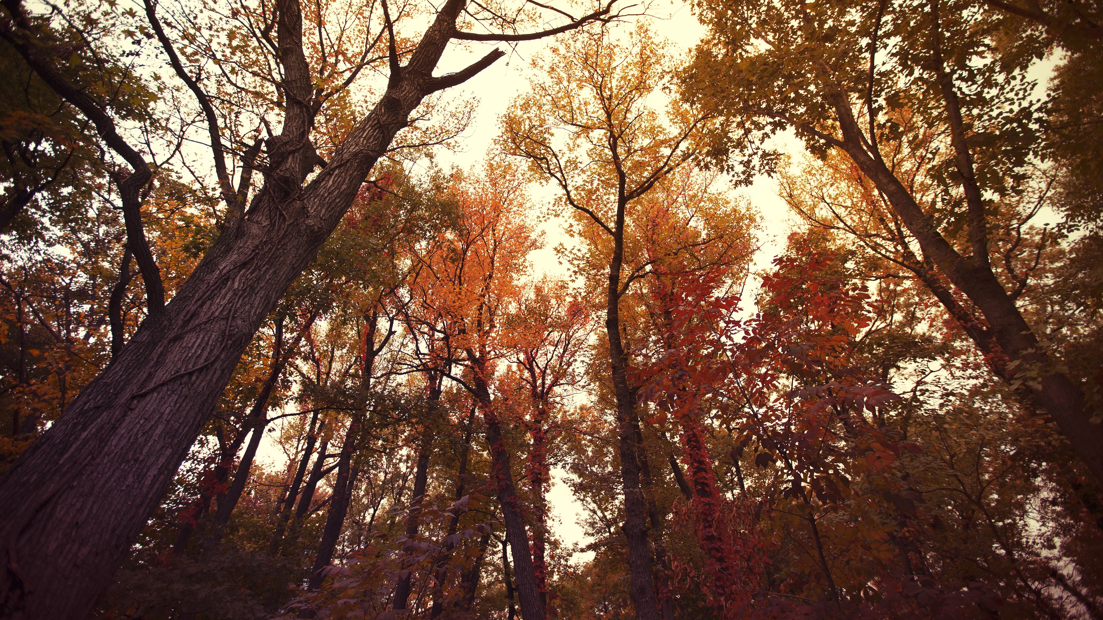 4K Autumn Forest Canopy HD Wallpaper