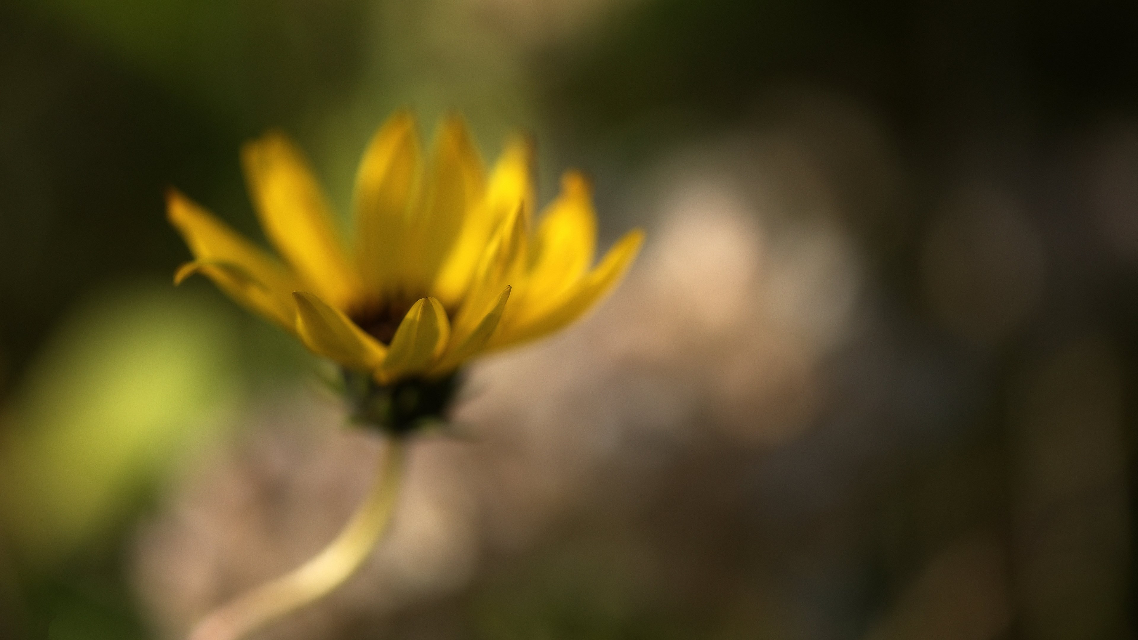 Yellow flower with blurred background 4K HD Wallpaper