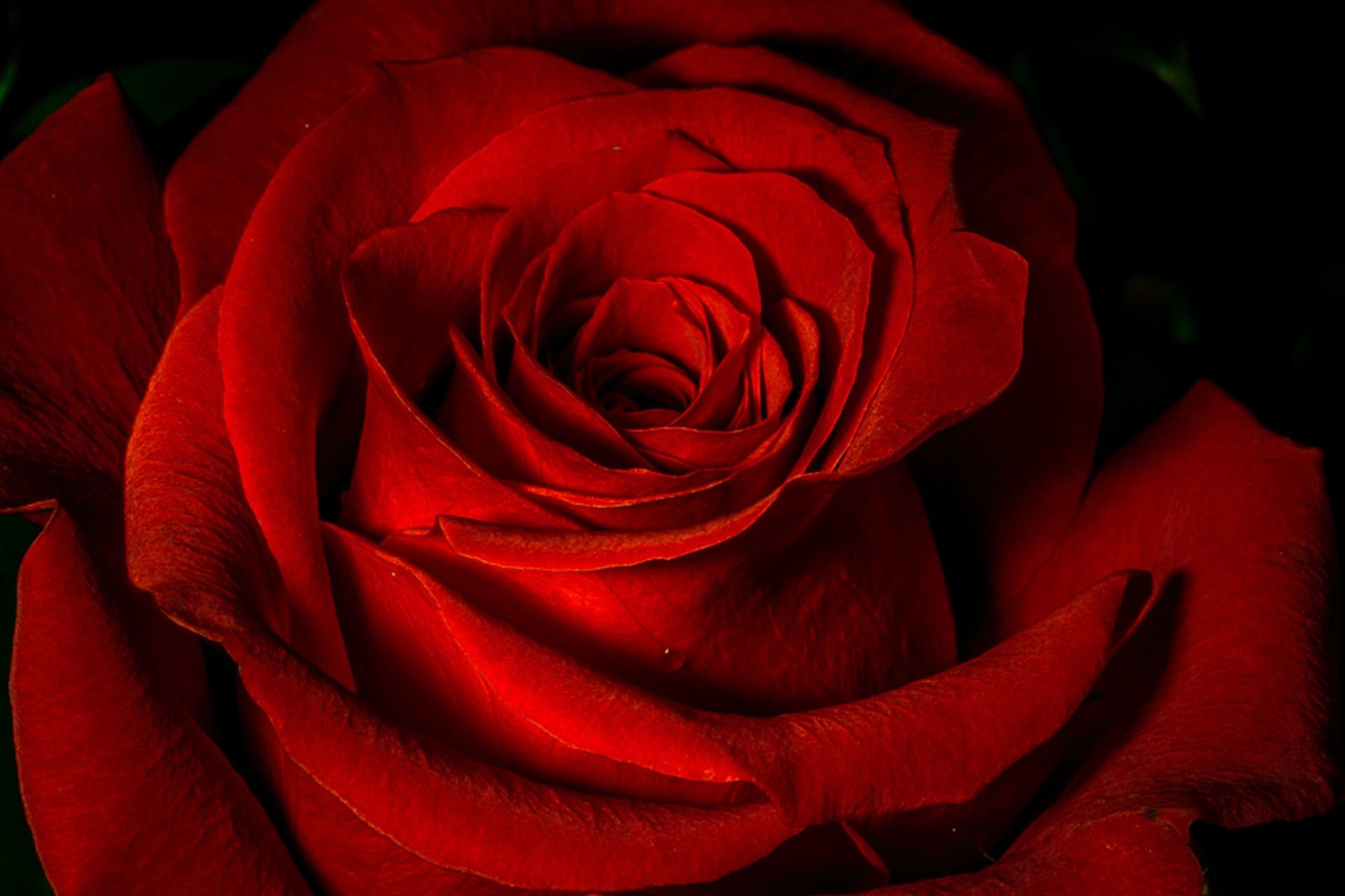 Close-up of a Vibrant Red Rose Bloom HD Wallpaper