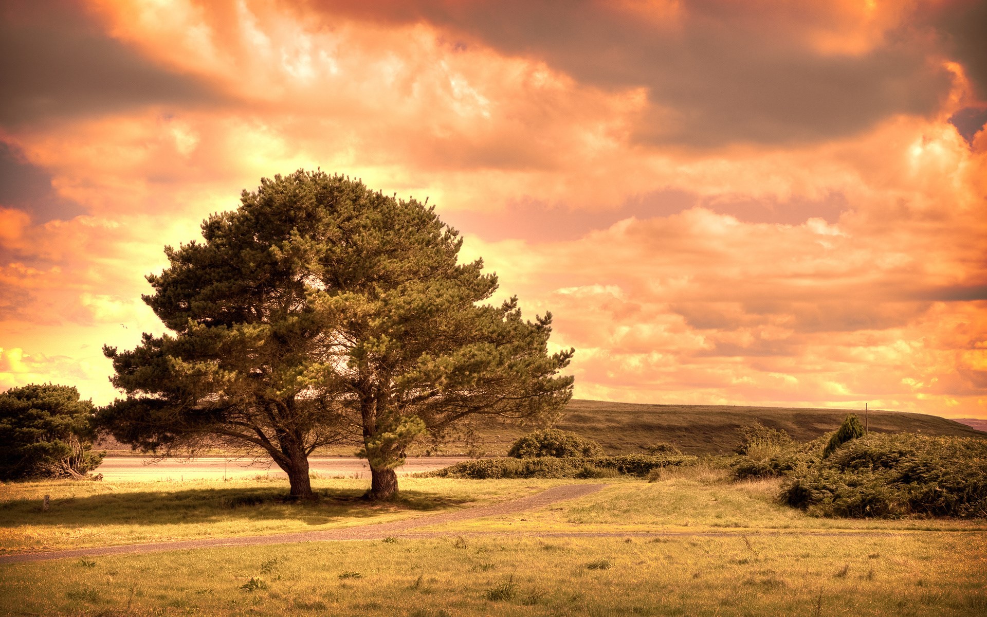 Two trees on a grassy field under a dramatic sky HD Wallpaper