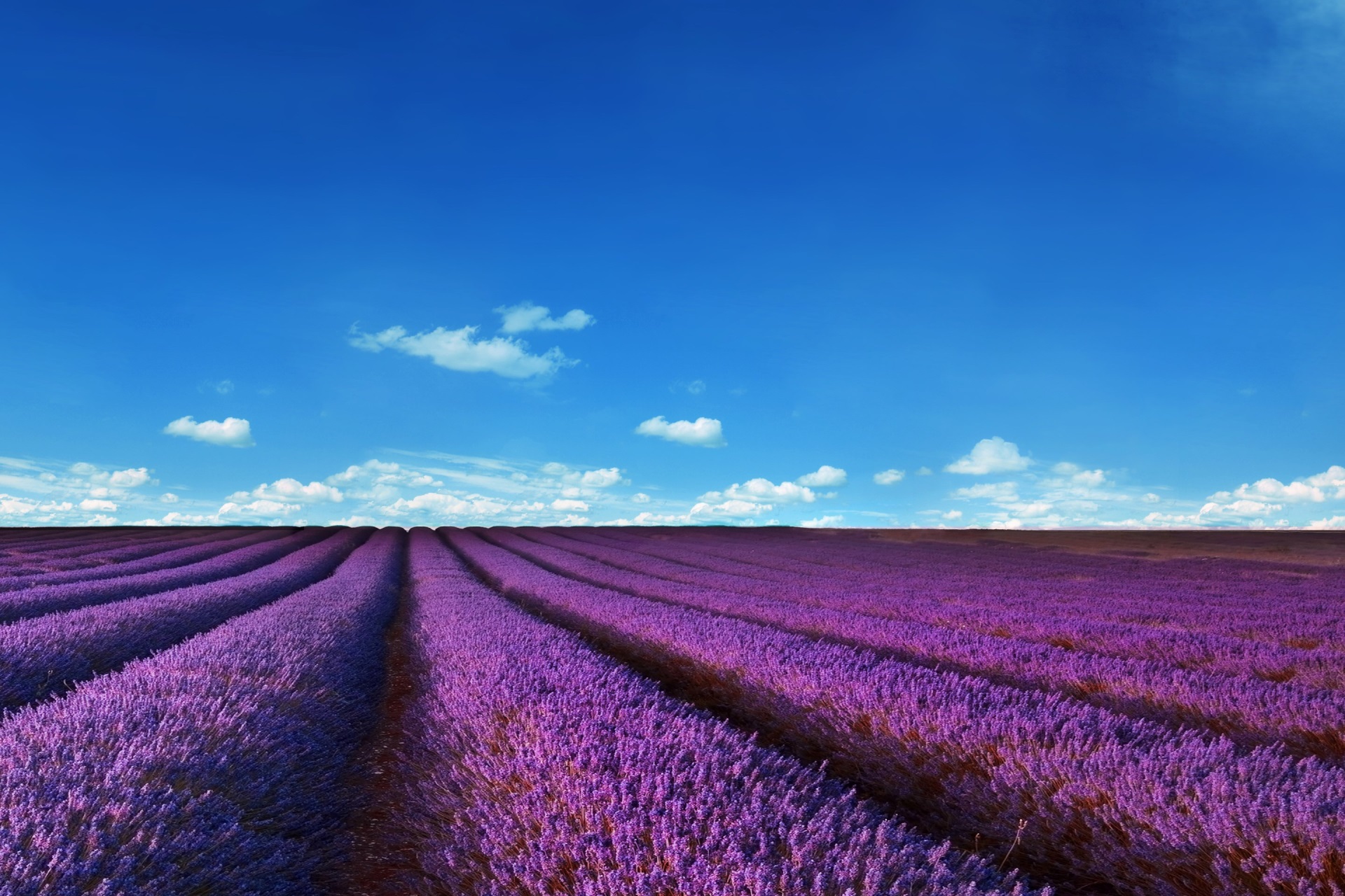 Lavender fields under a blue sky HD Wallpaper