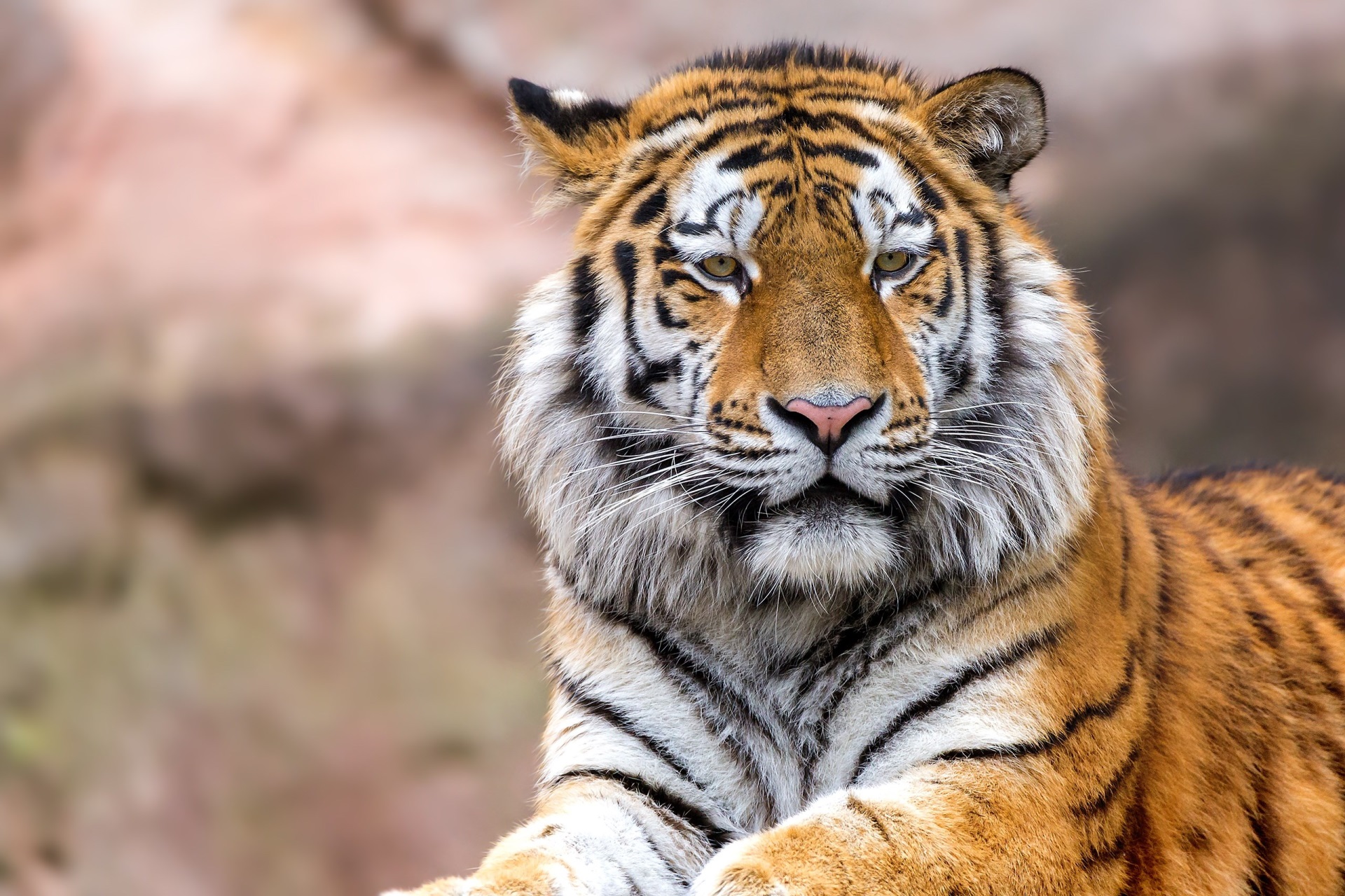 Tiger close-up portrait HD Wallpaper