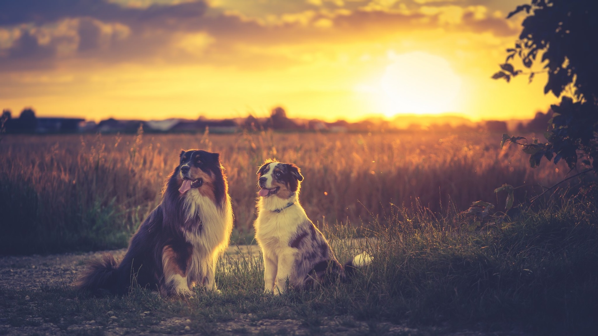 Two Australian Shepherds at Sunset HD Wallpaper