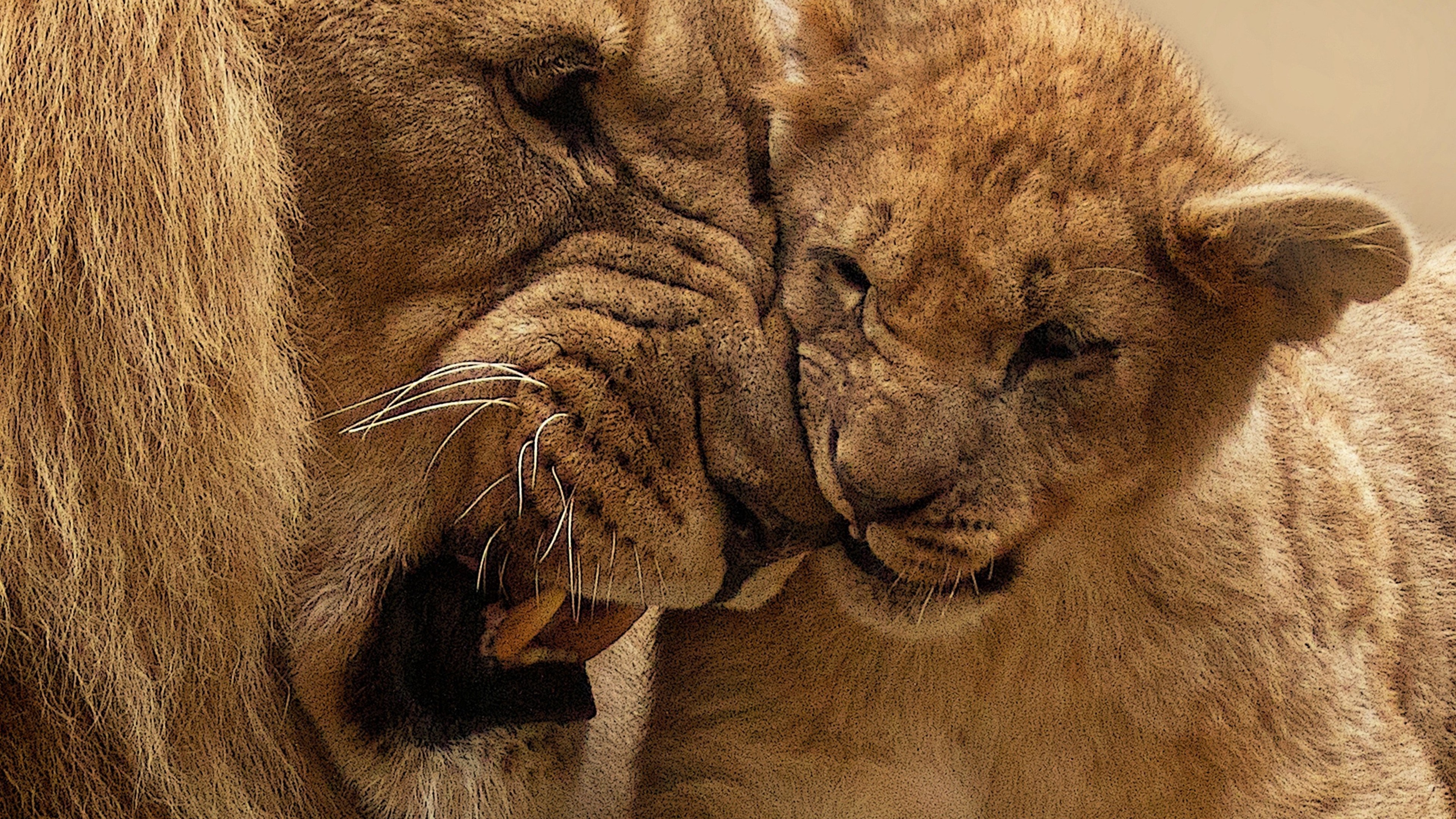Lion and cub close-up 4K HD Wallpaper