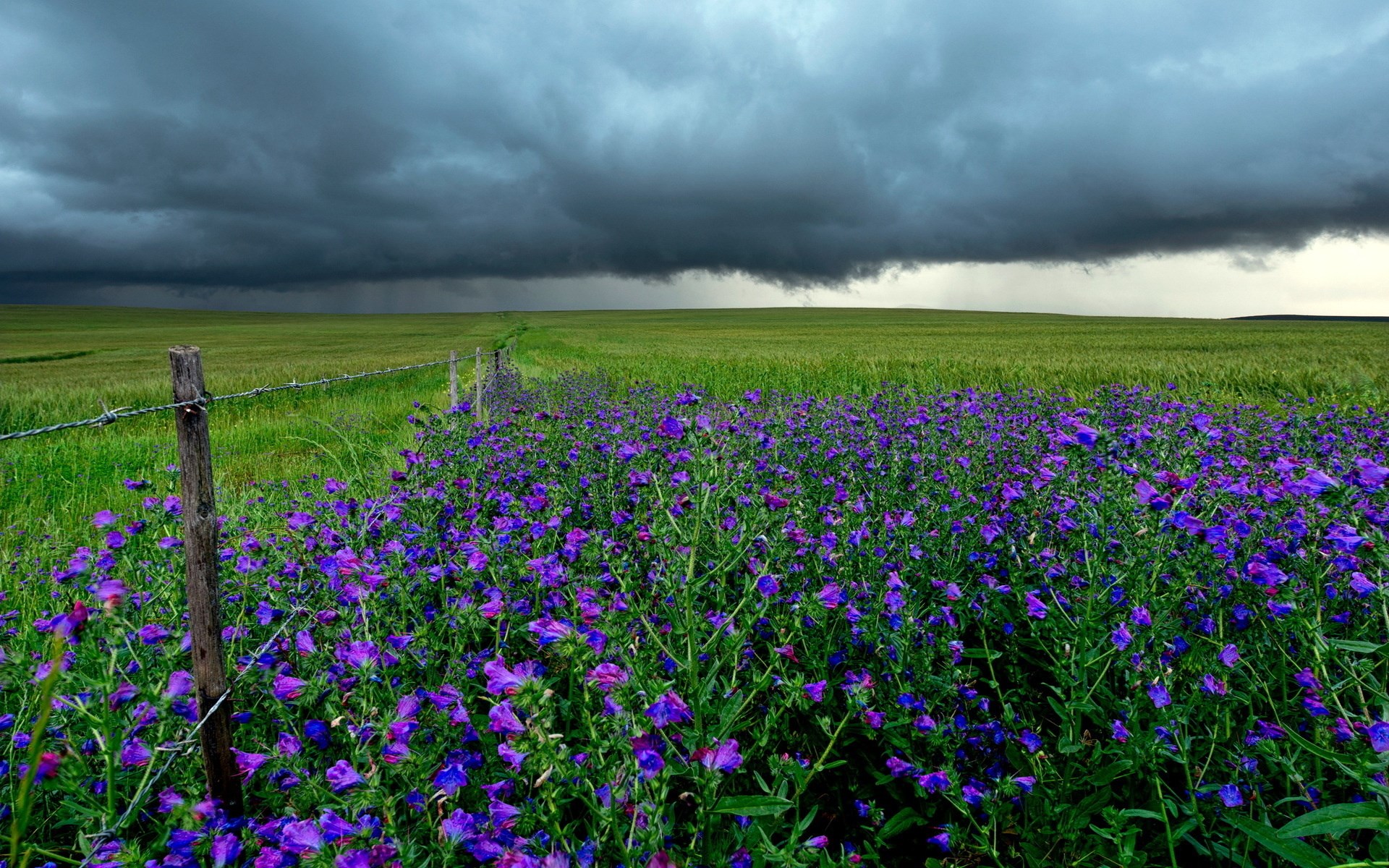 Field of purple flowers under stormy sky HD Wallpaper