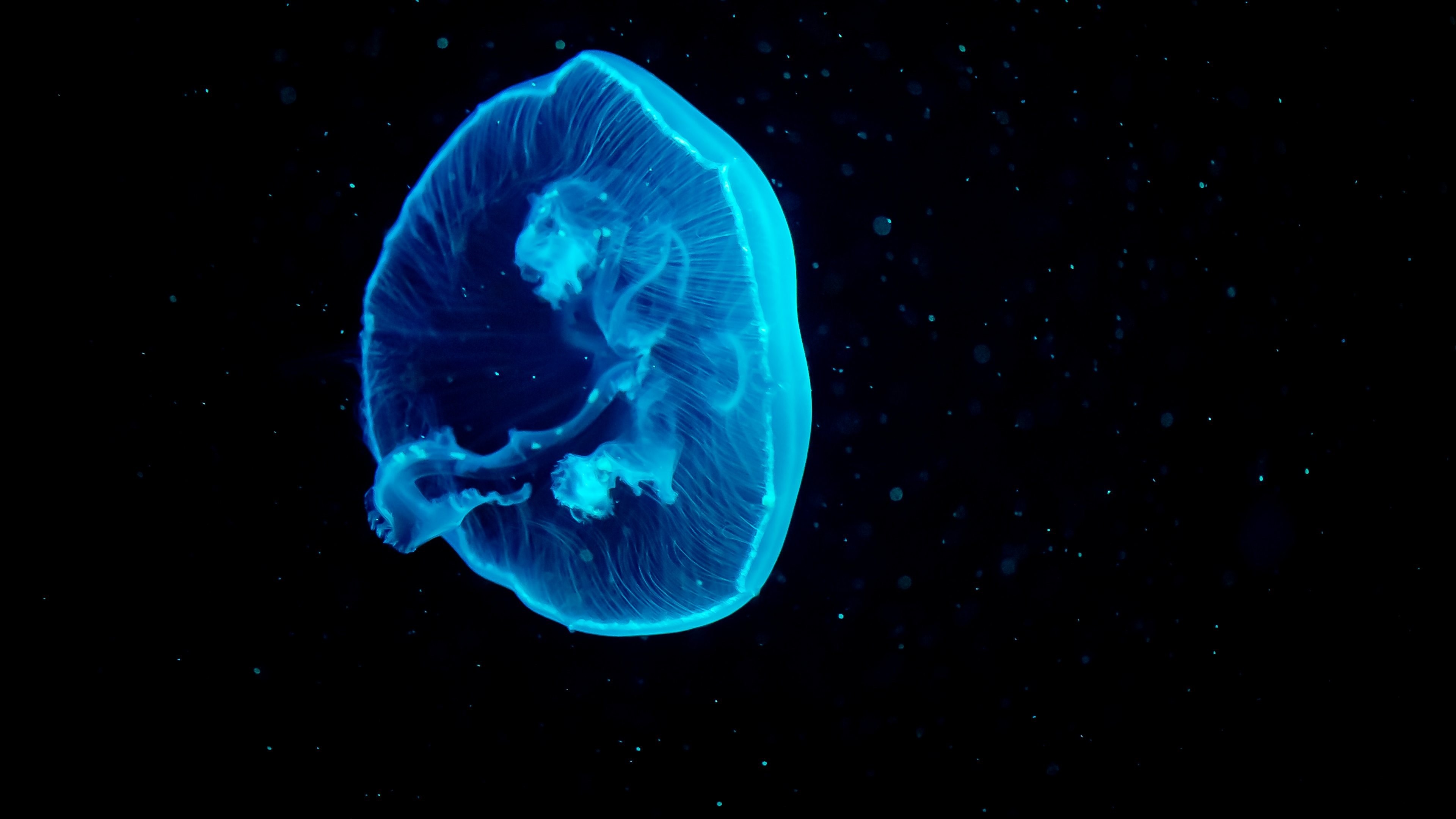 Blue jellyfish in dark water 4K HD Wallpaper