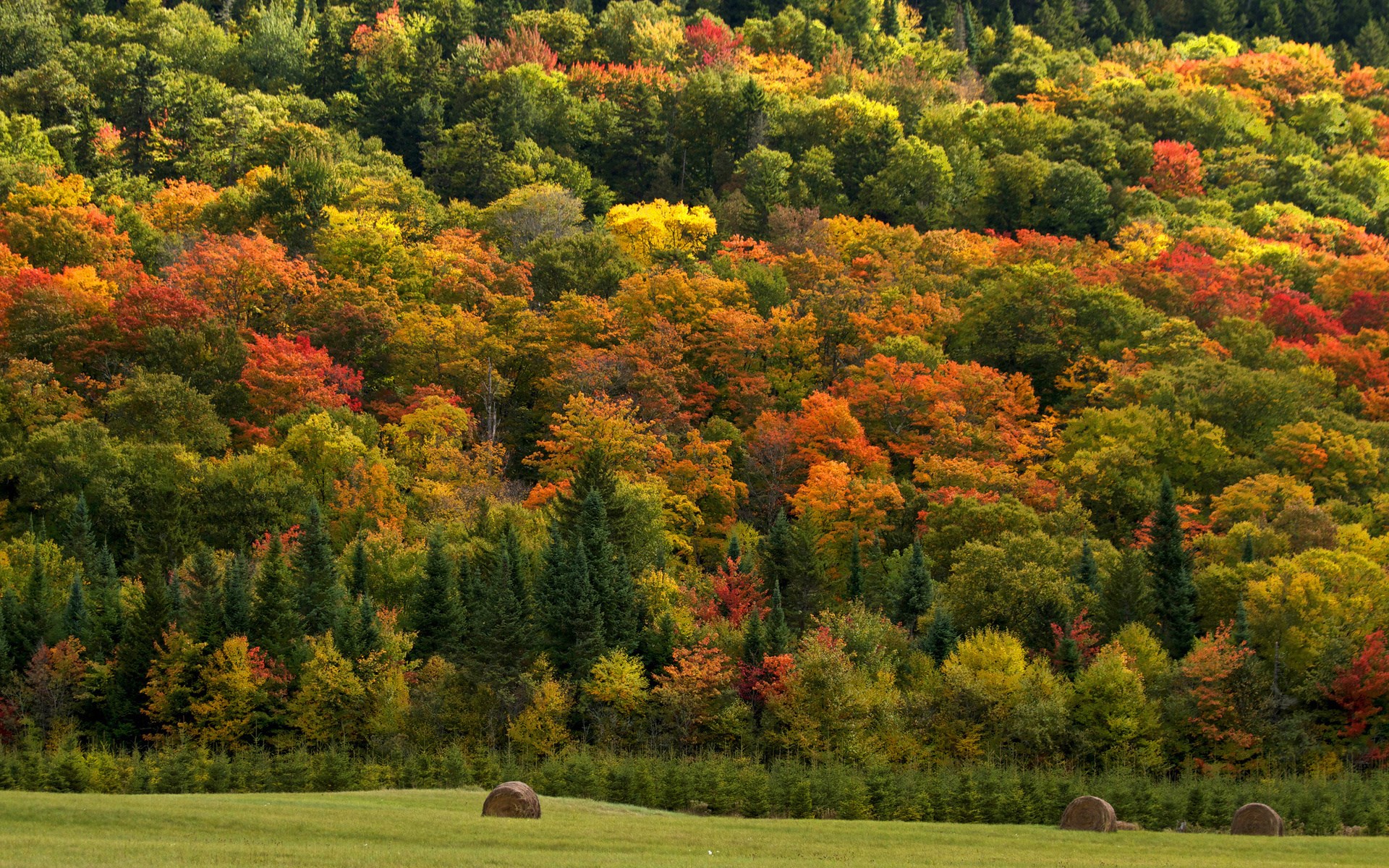 Autumn forest hillside with hay bales in foreground HD Wallpaper