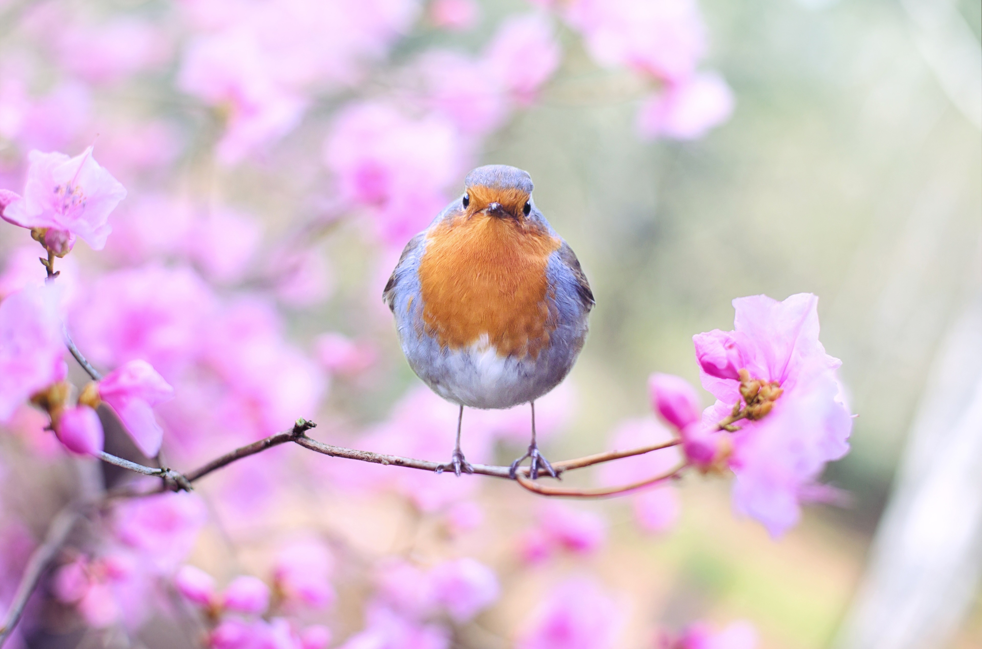 Robin bird on a branch with pink flowers HD Wallpaper