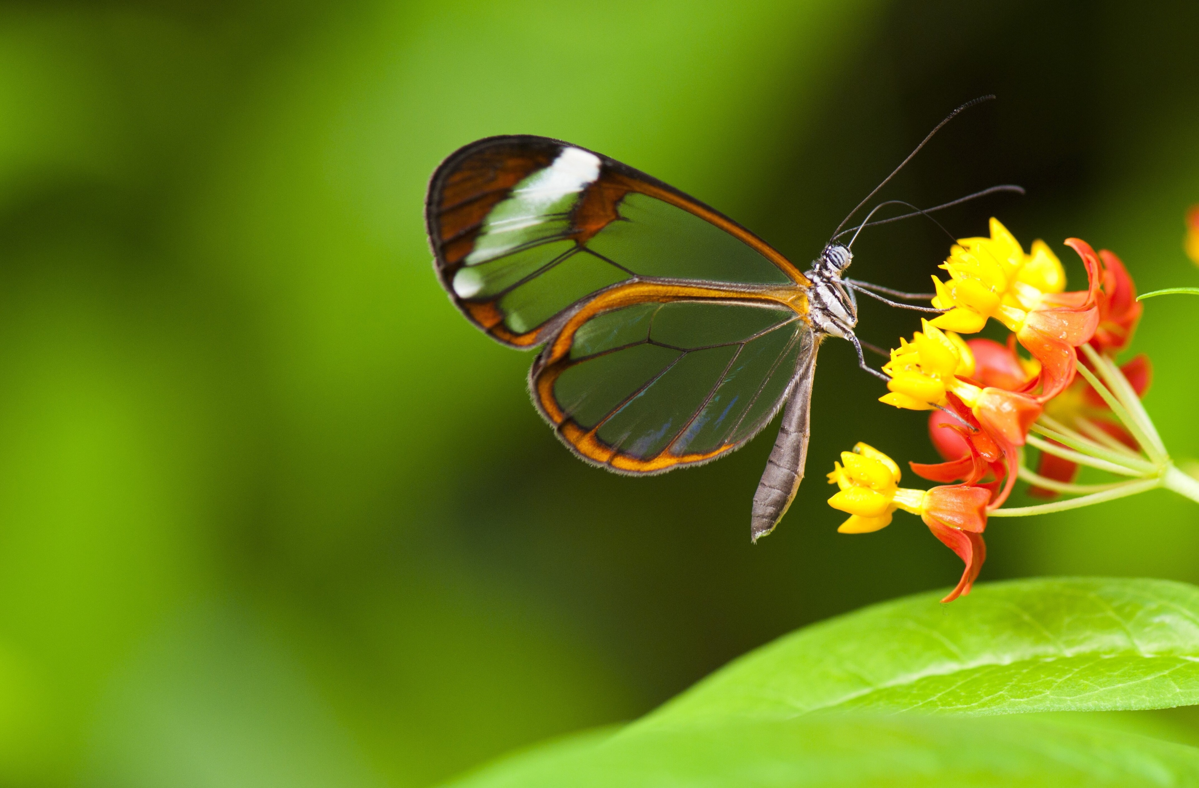 Glasswing butterfly on flowers 4K HD Wallpaper