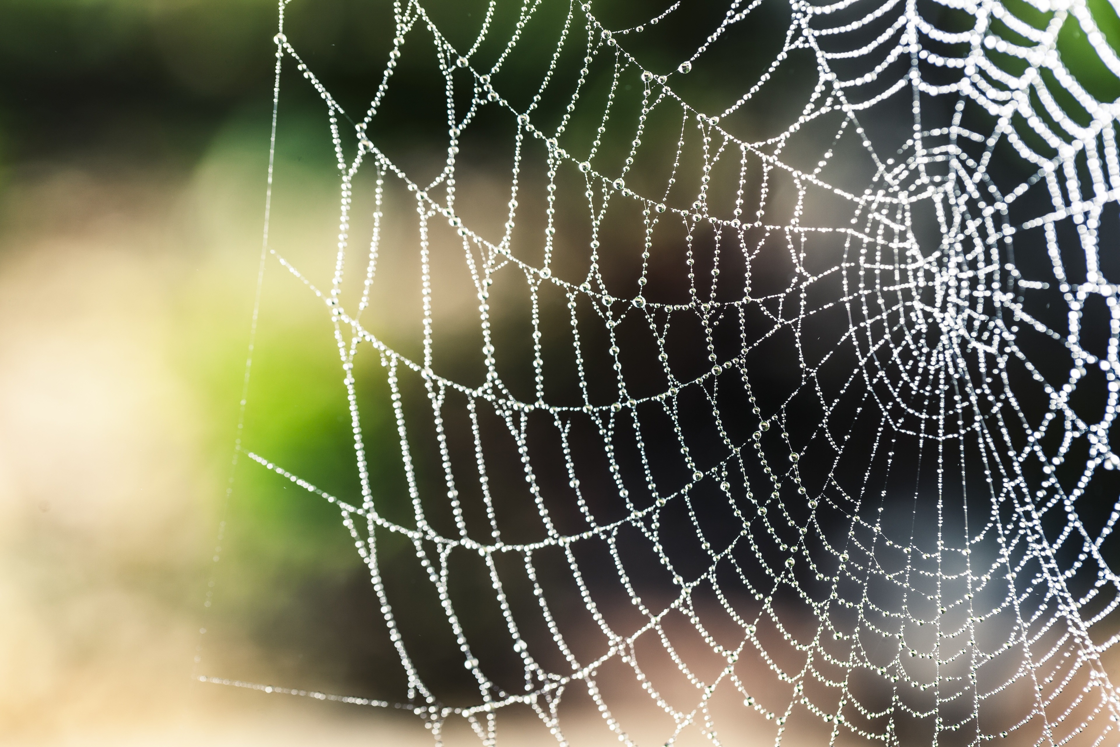 Spider web with dew drops 4K HD Wallpaper