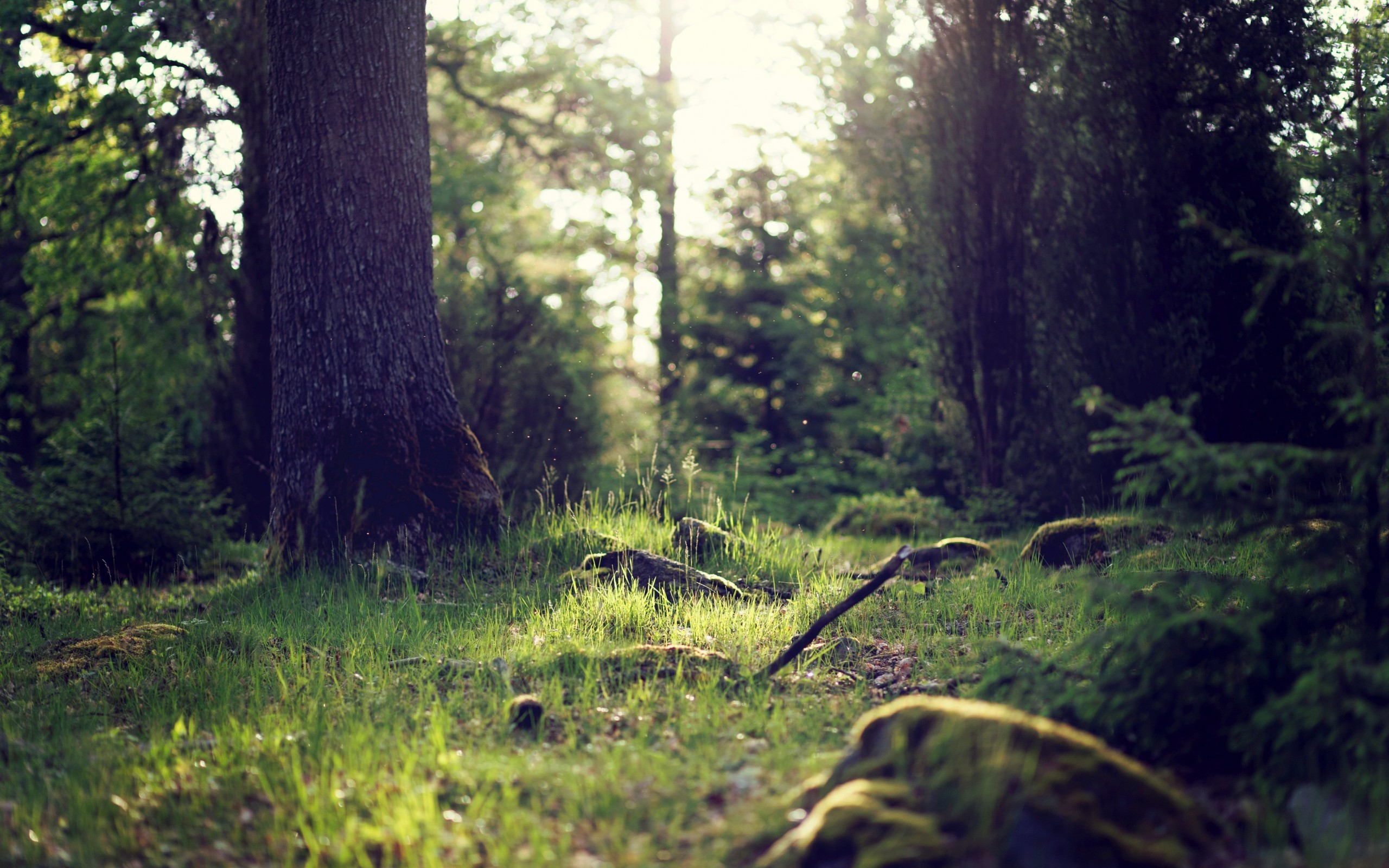 Sunlight filtering through a forest clearing HD Wallpaper