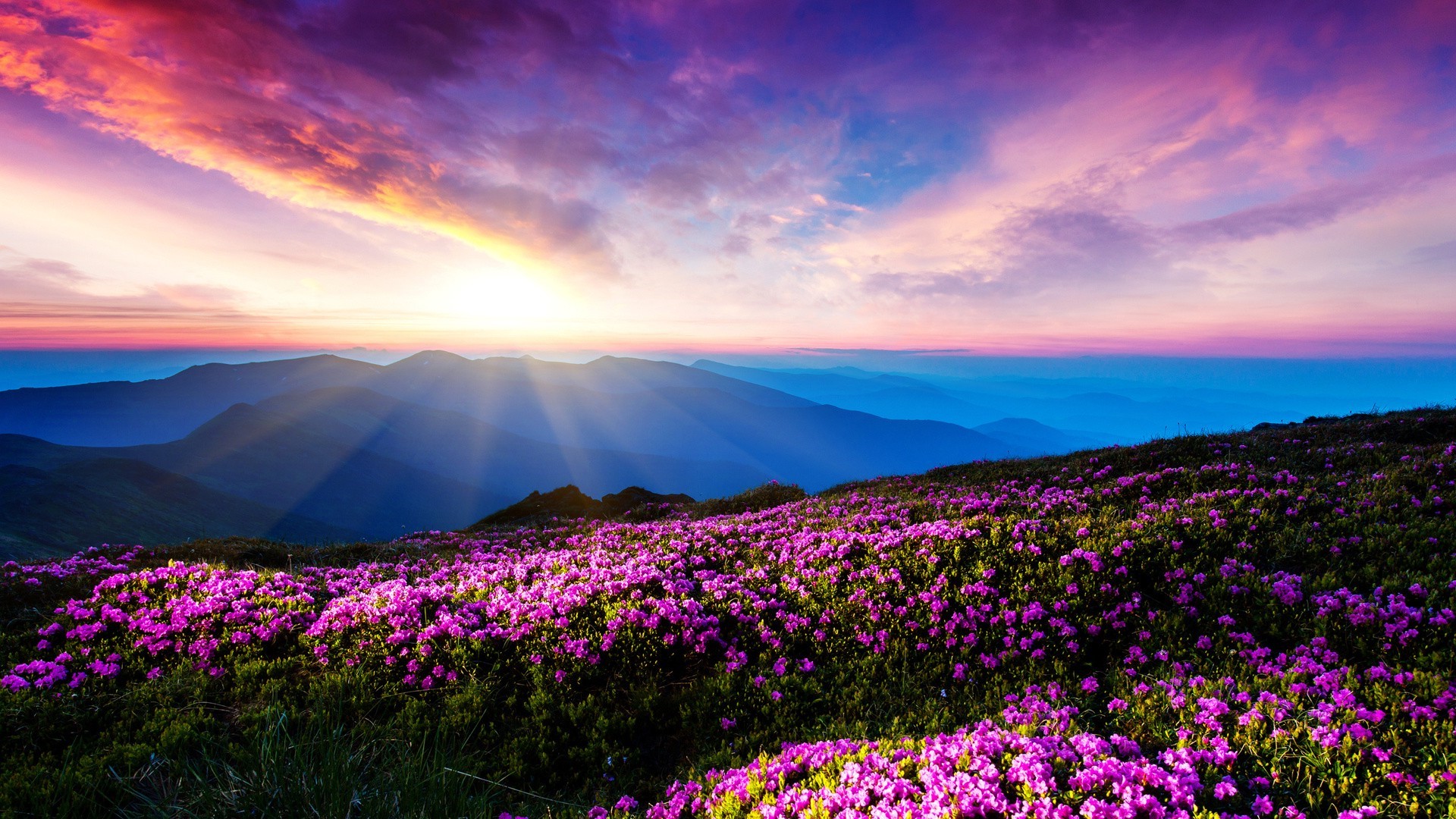 Sunset Over Mountain with Pink Flowers in Ukraine HD Wallpaper