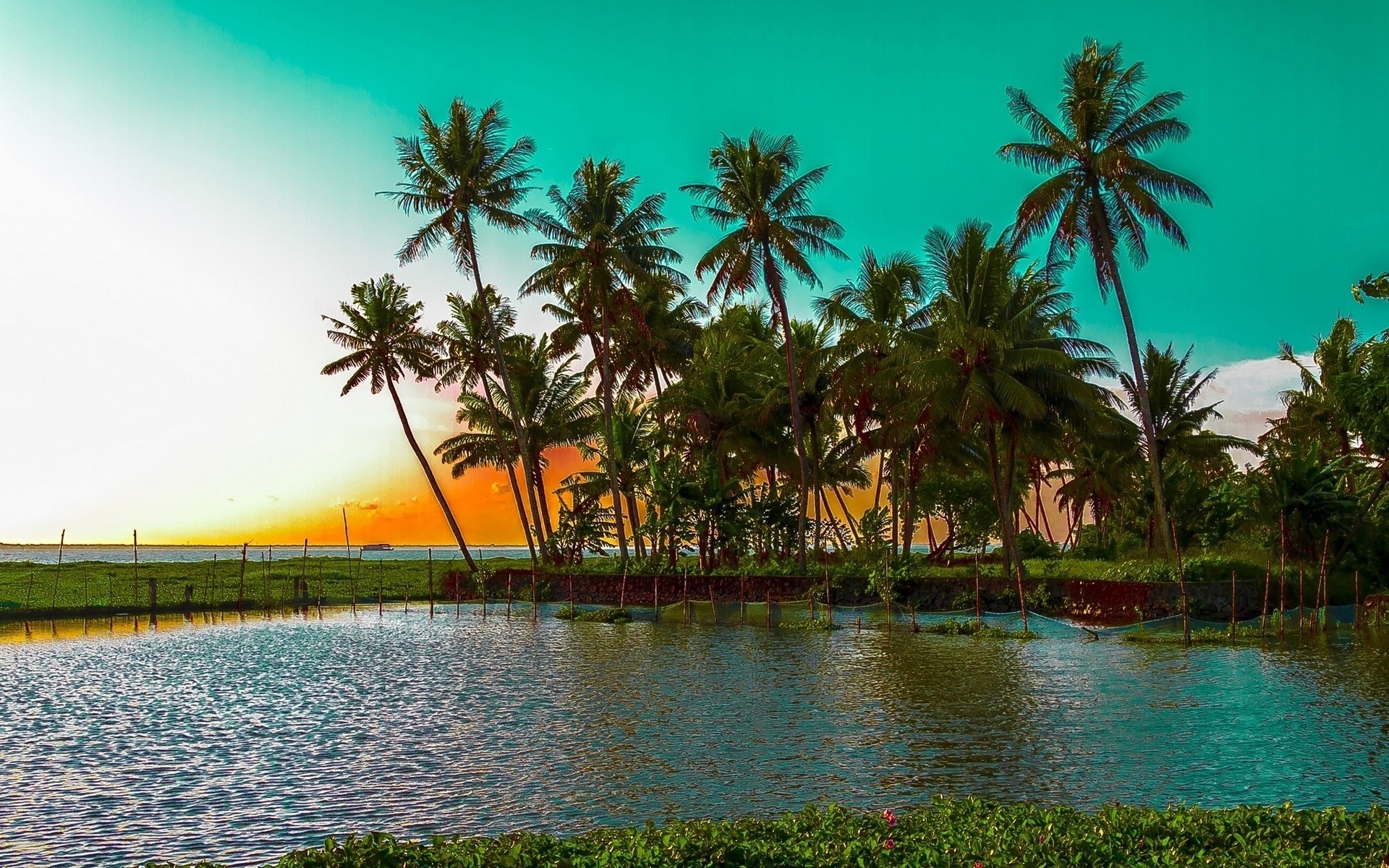 Tropical Palm Trees at Sunset by the Water HD Wallpaper