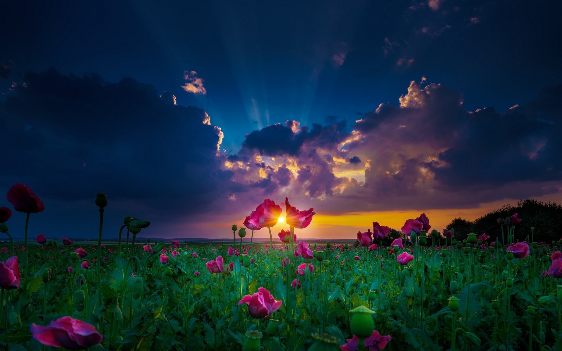 Field of poppies at sunset with sun rays HD Wallpaper