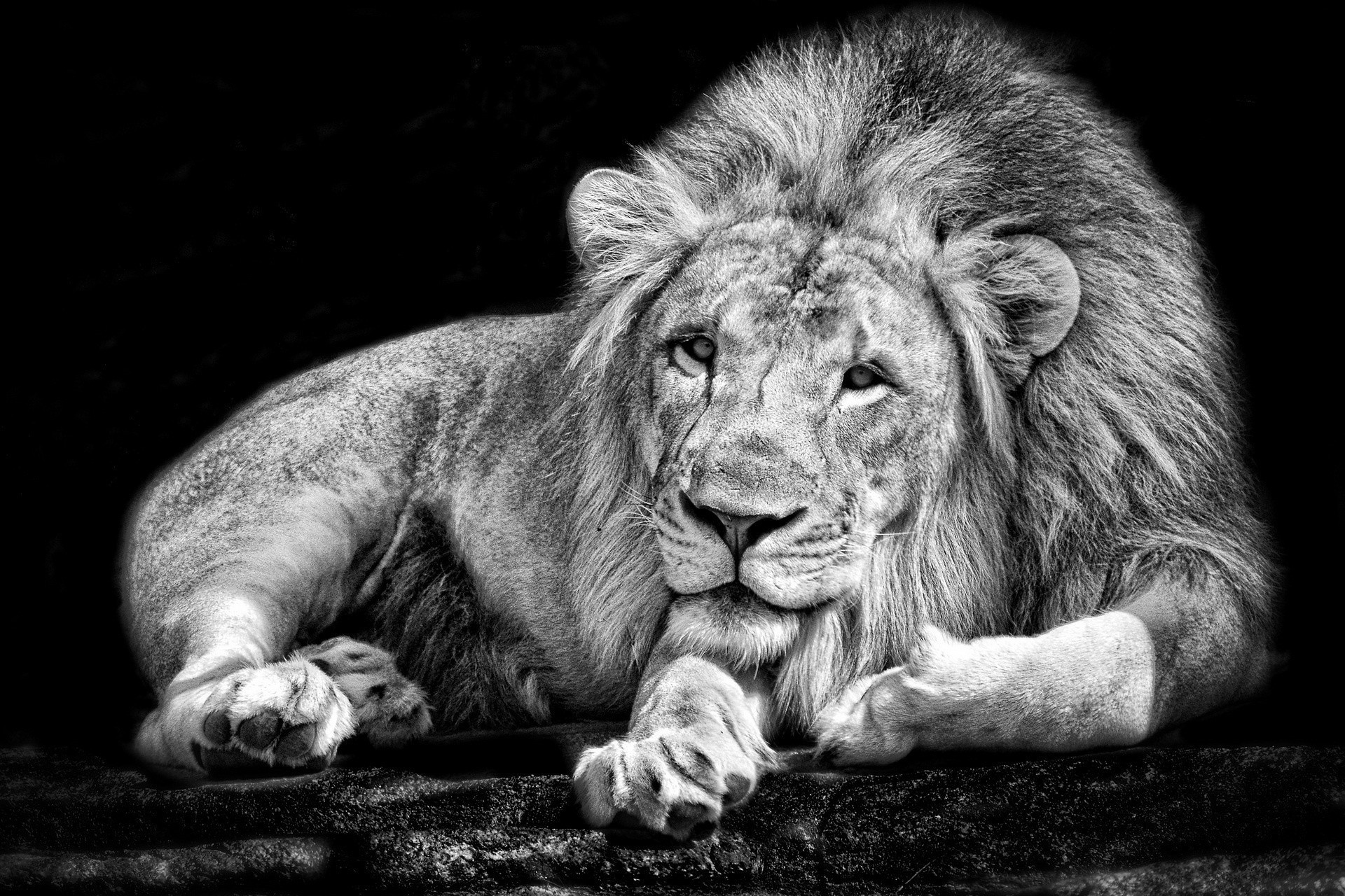 Monochrome portrait of a lion HD Wallpaper