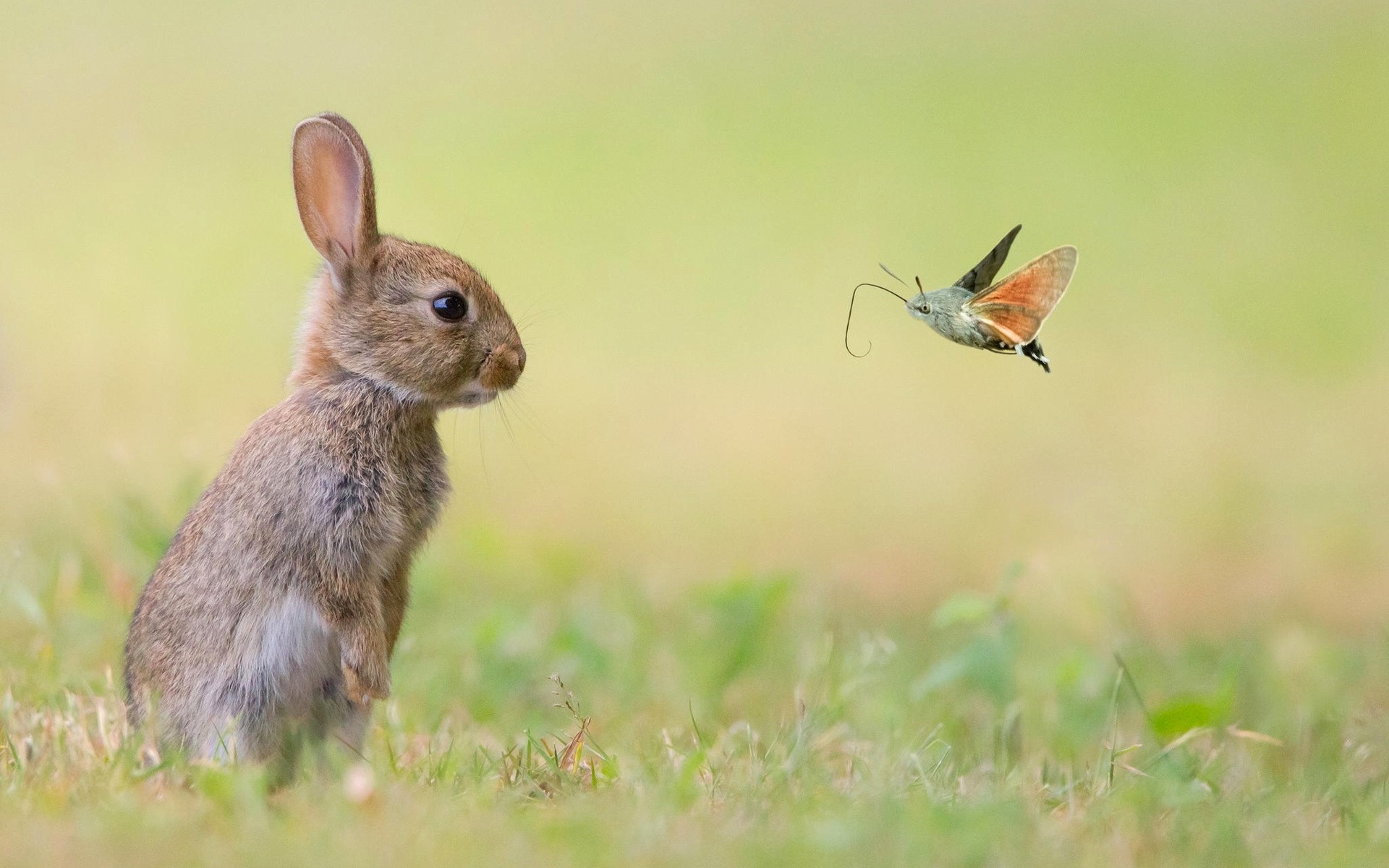 Rabbit and hummingbird hawk-moth in grass HD Wallpaper