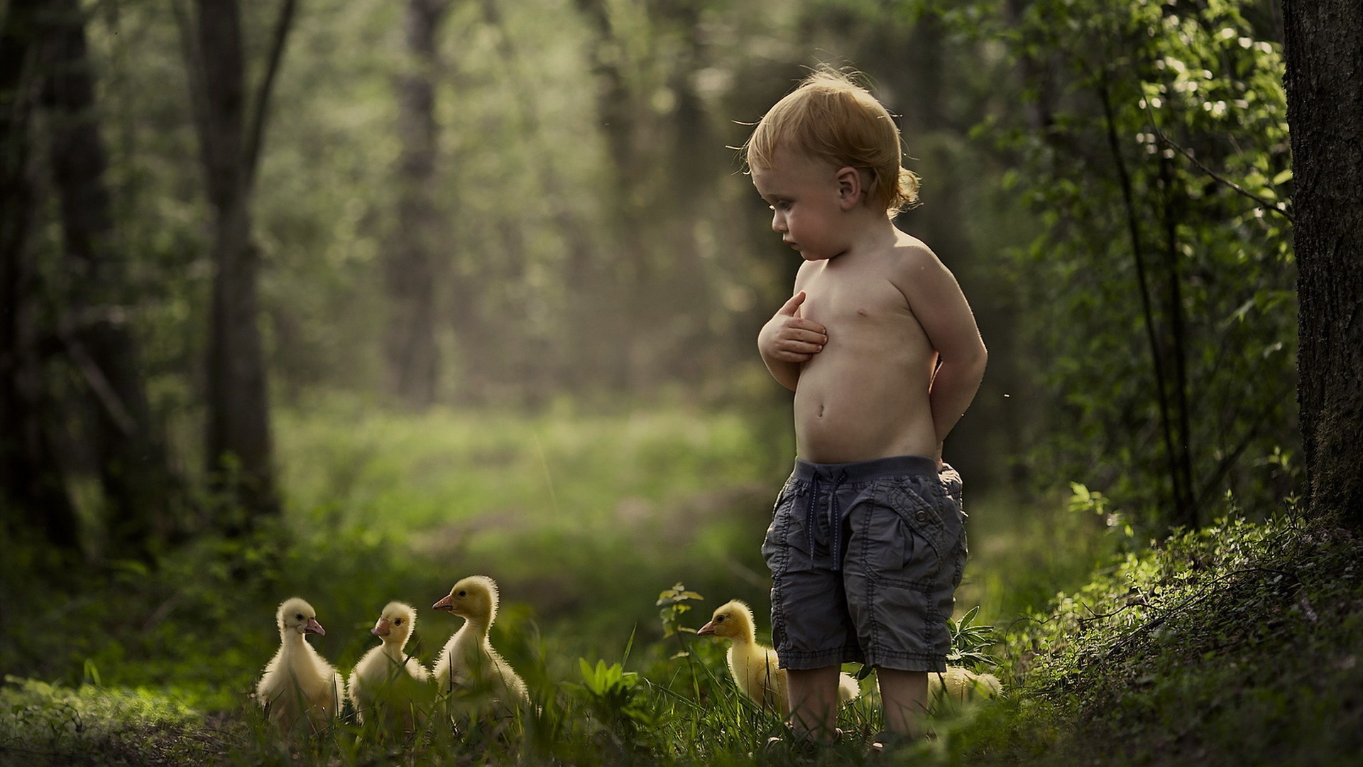 Curious Toddler and Goslings in Forest HD Wallpaper