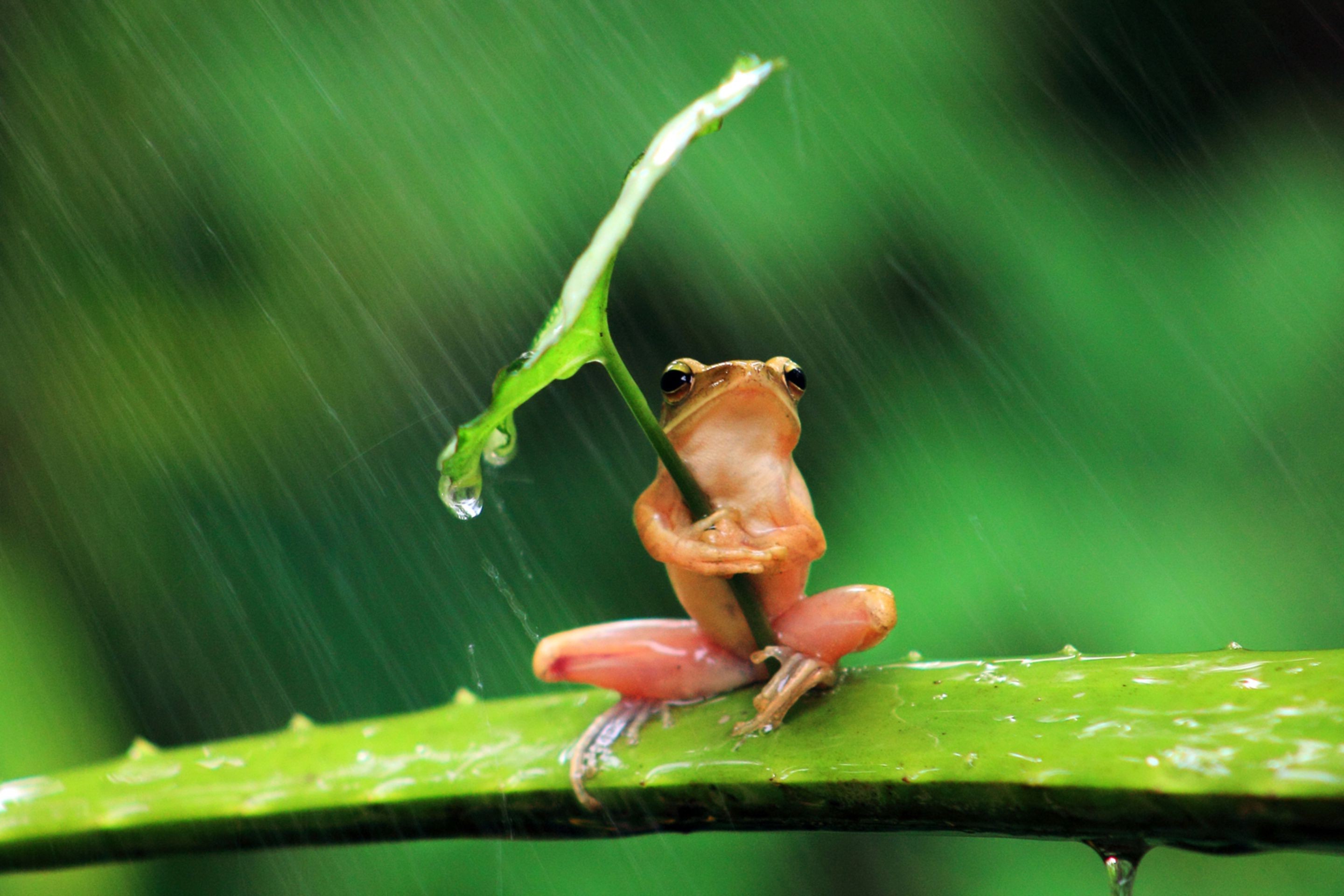 Frog holding a leaf as an umbrella in the rain HD Wallpaper