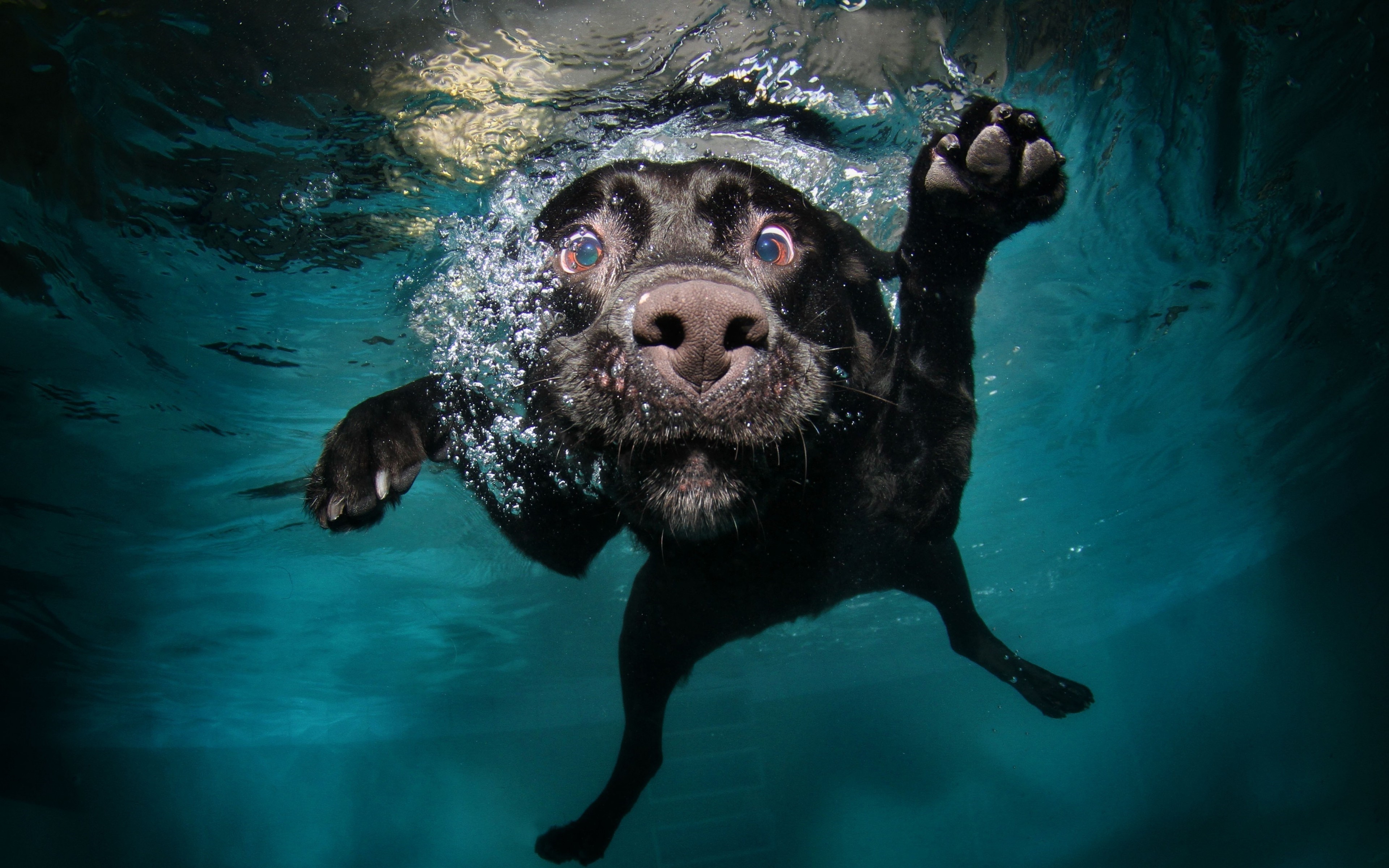 Black dog swimming underwater with bubbles HD Wallpaper