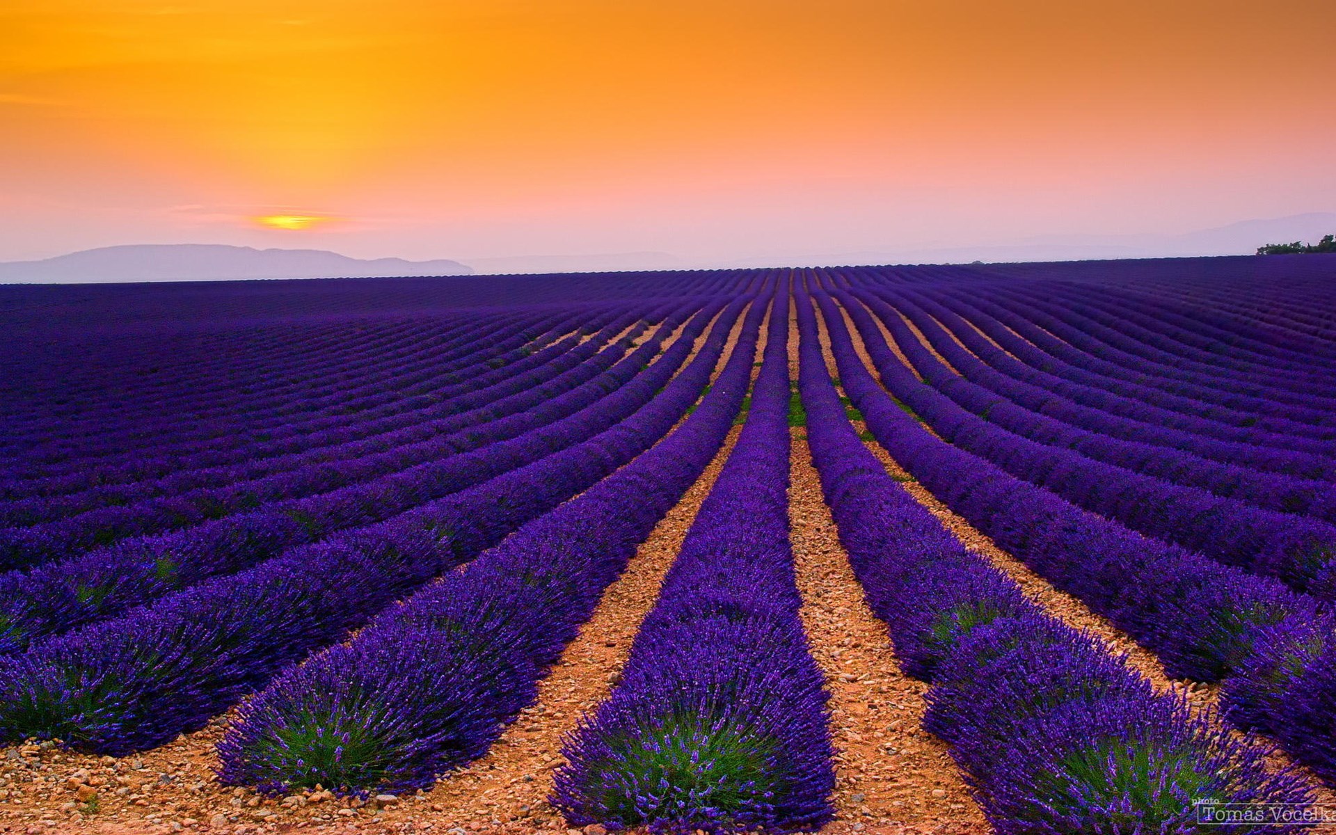Lavender field at sunset HD Wallpaper