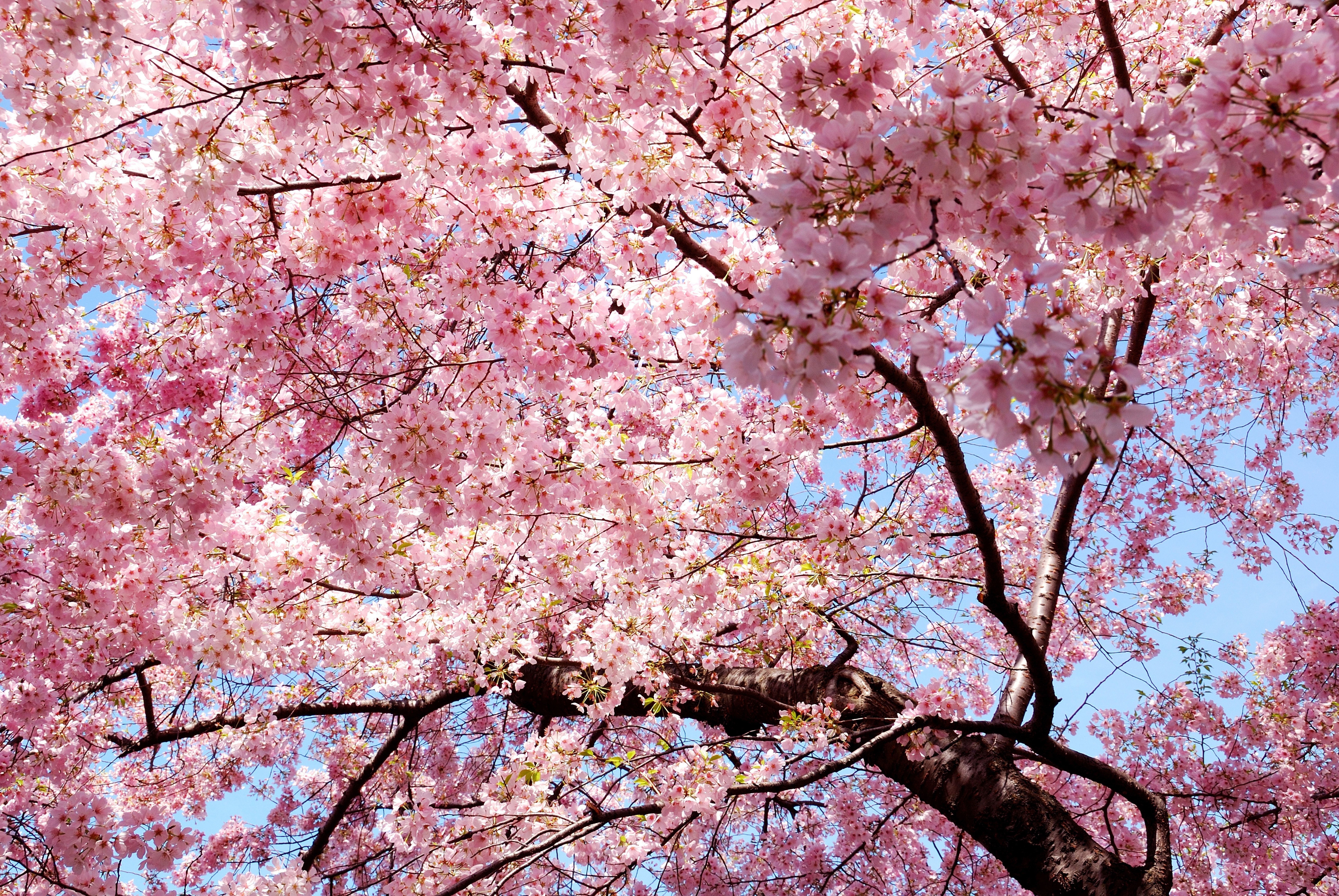 Pink cherry blossom trees in bloom HD Wallpaper